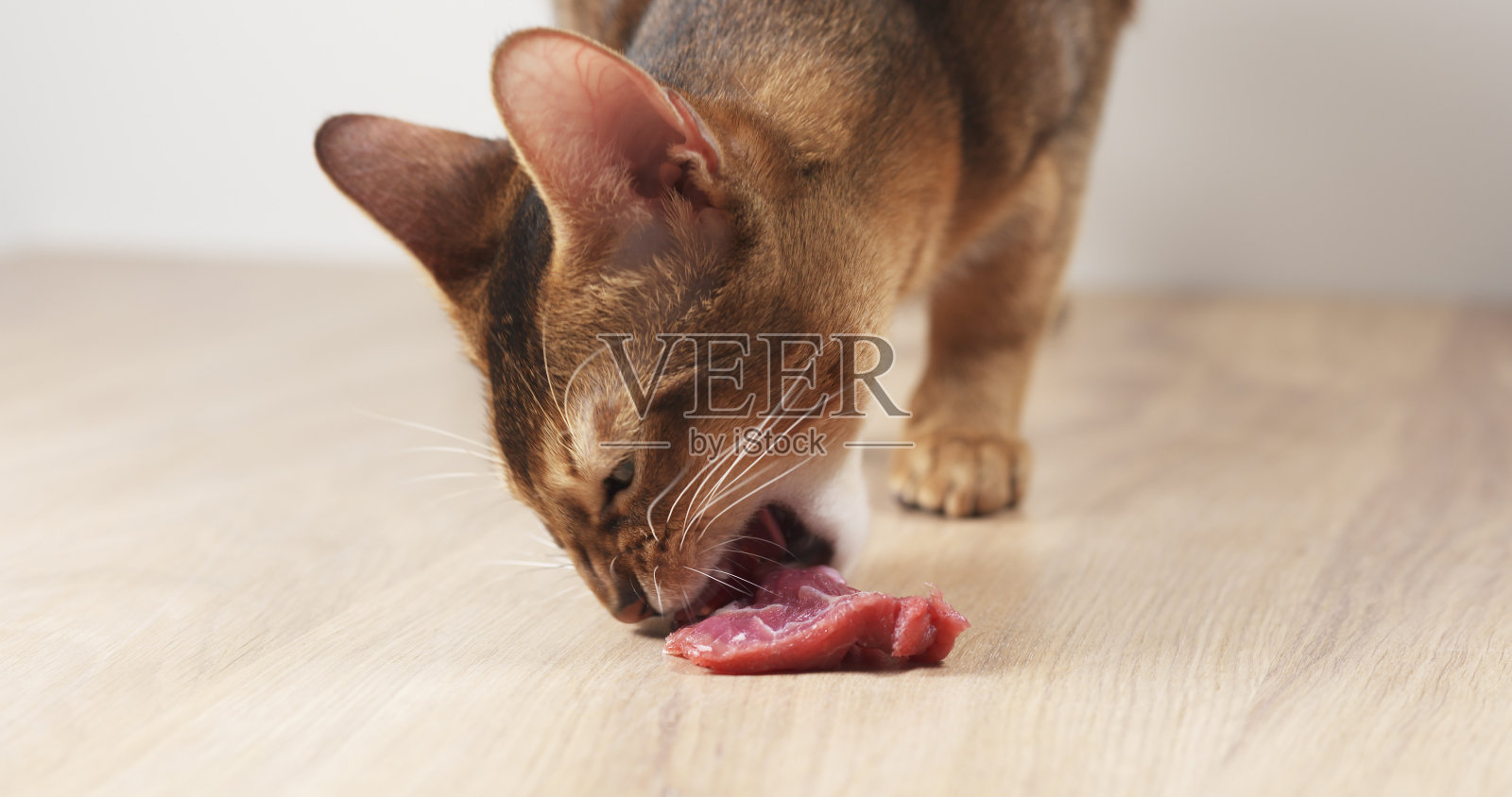 年轻的阿比西尼亚猫正在吃桌上的肉照片摄影图片