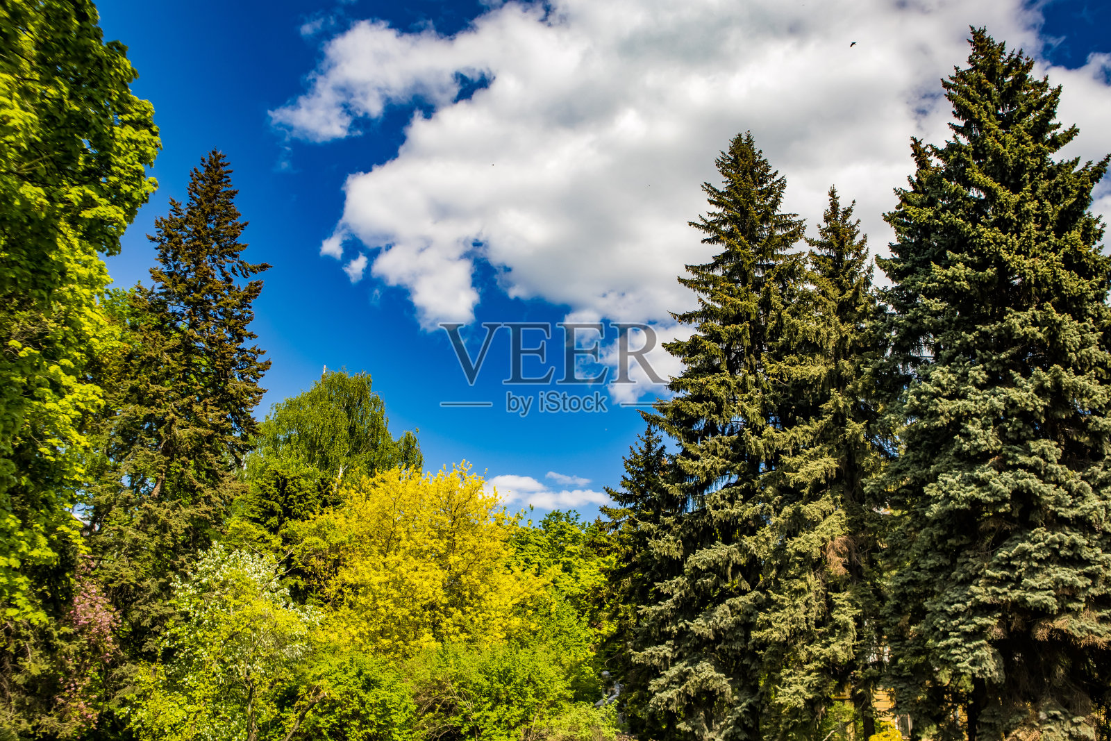 城市公园里的针叶树和落叶树映衬着天空照片摄影图片