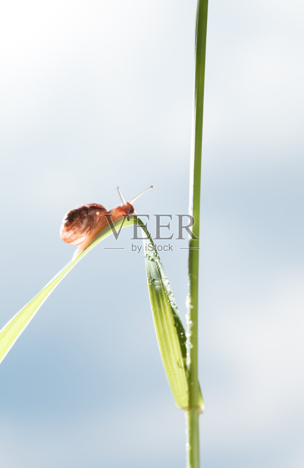 雨后草地上的蜗牛照片摄影图片