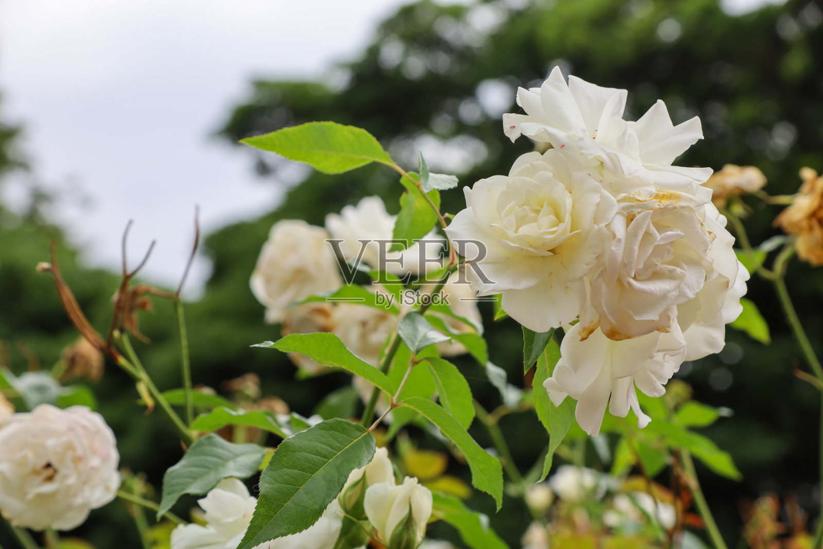 初夏的玫瑰园里盛开着白玫瑰。照片摄影图片
