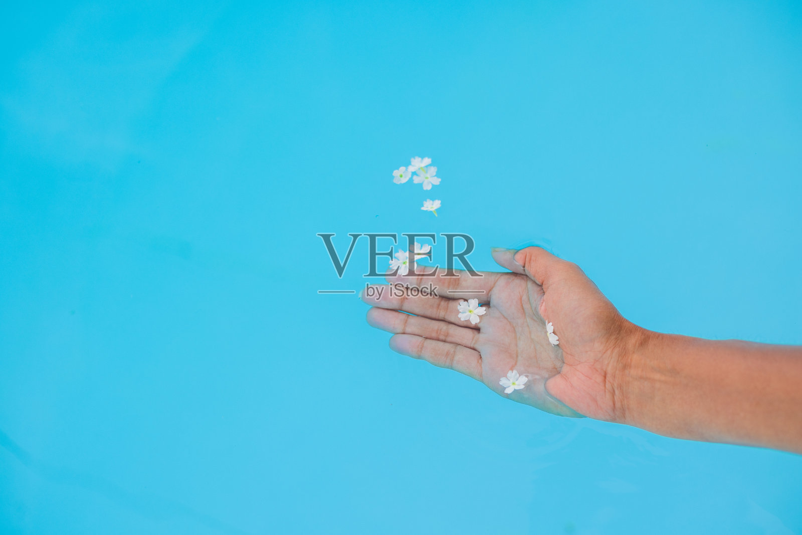 游泳池里的花照片摄影图片