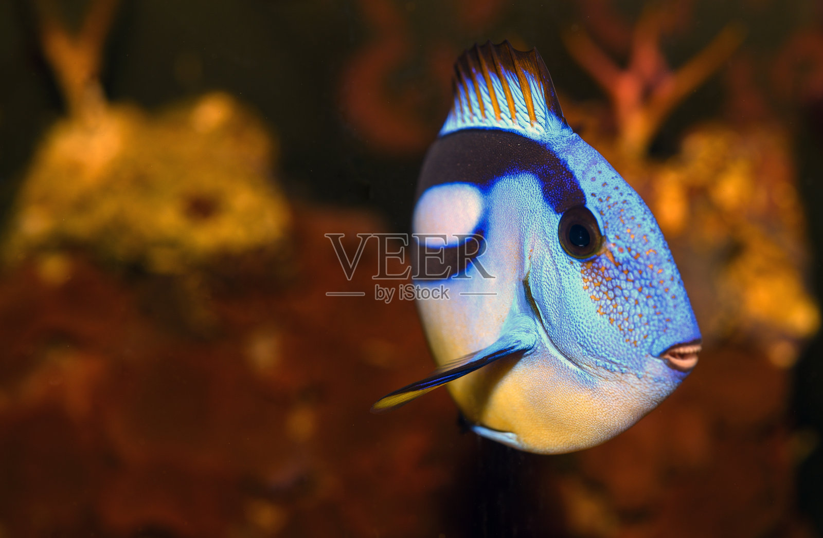 蓝色刺尾鱼的特写照片摄影图片