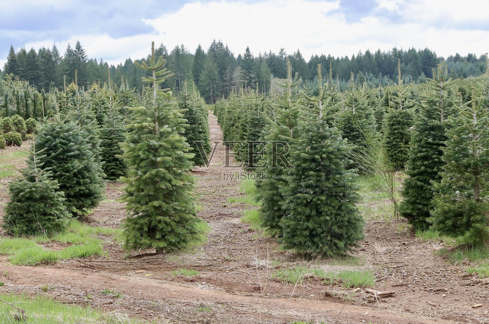 圣诞树农场照片摄影图片