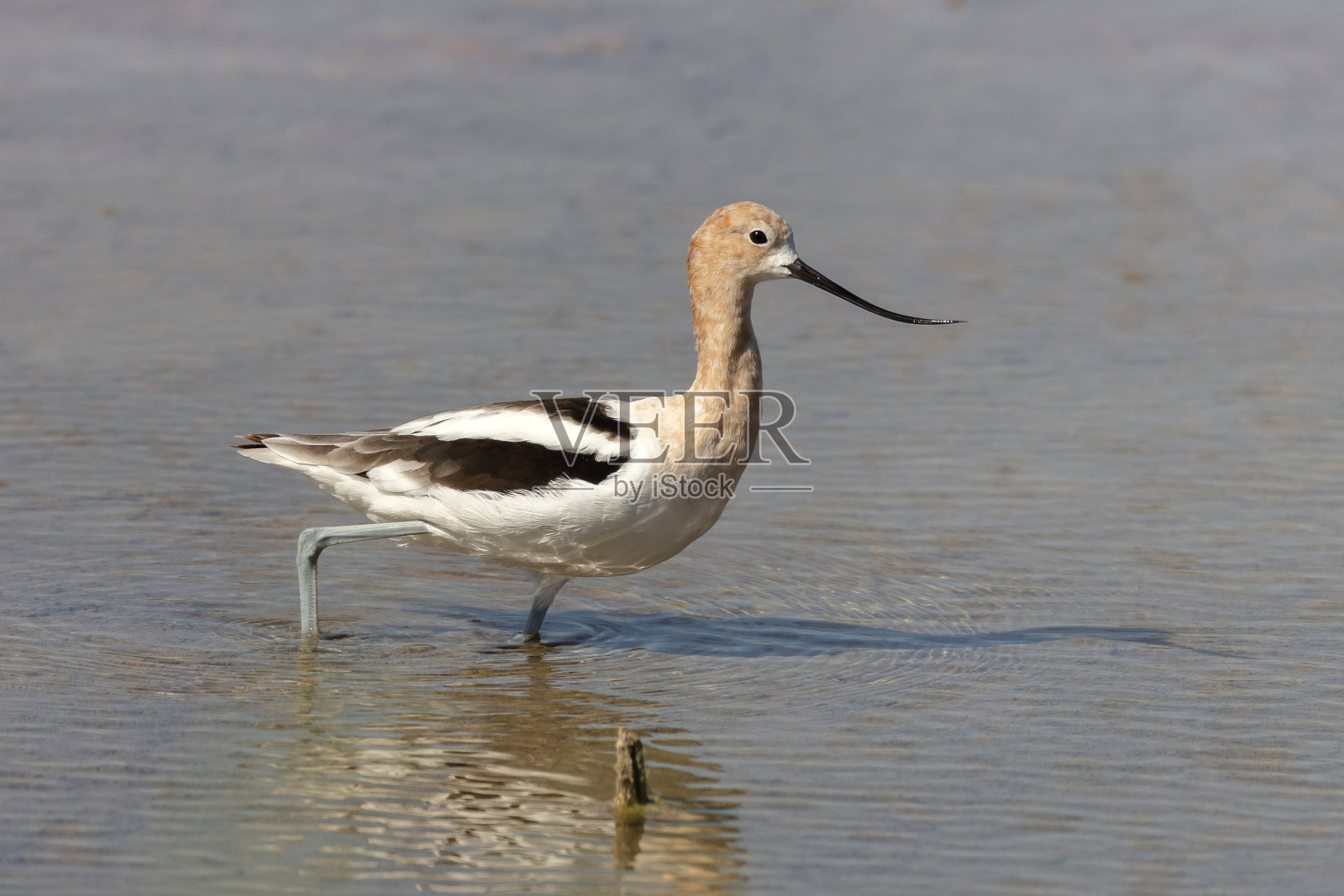 美国Avocet照片摄影图片