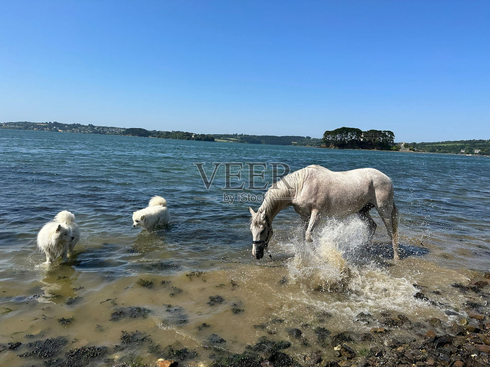 马，水，狗照片摄影图片
