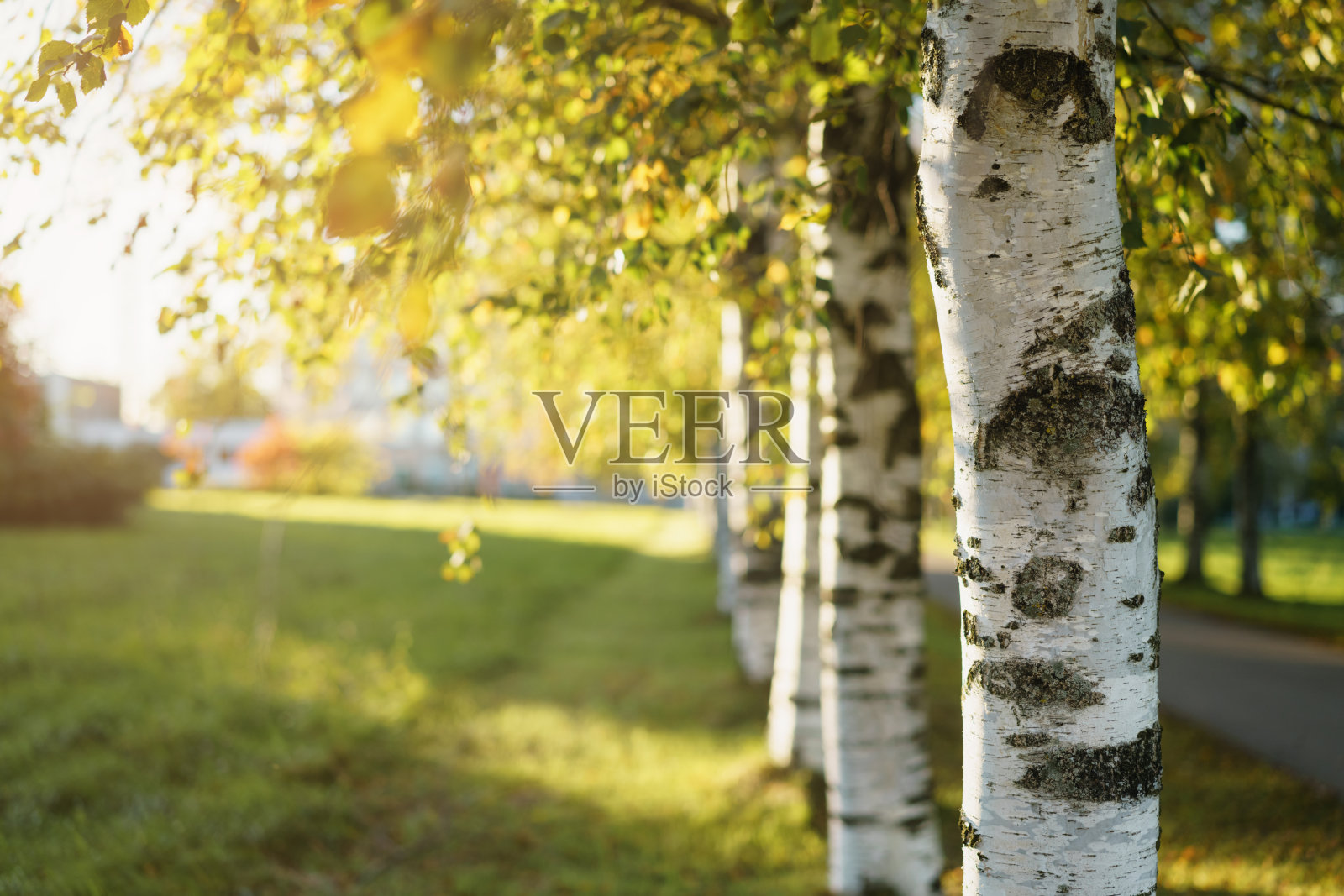 接近桦树与美丽的散景在背面照片摄影图片