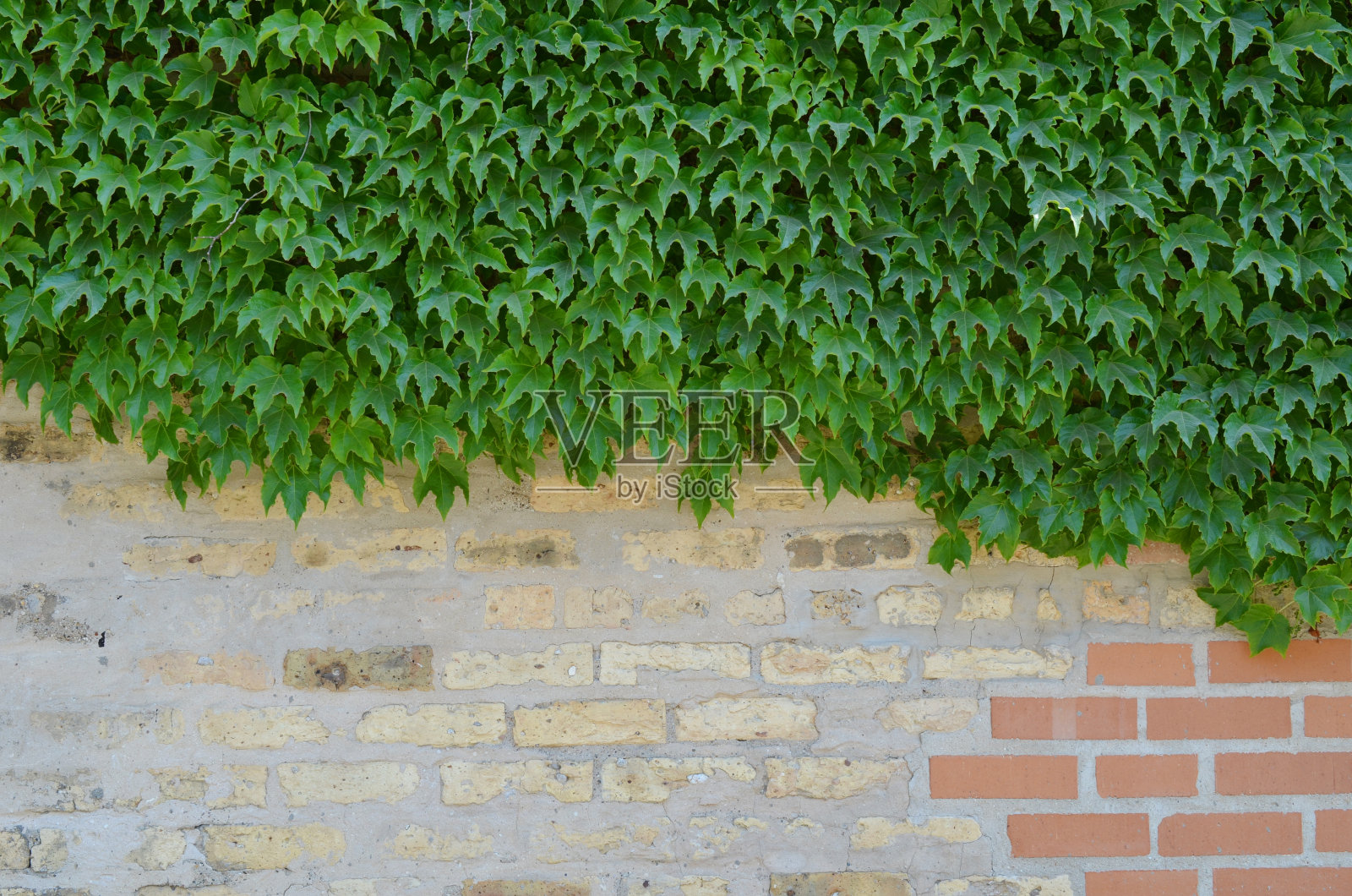 砖墙上的常春藤照片摄影图片