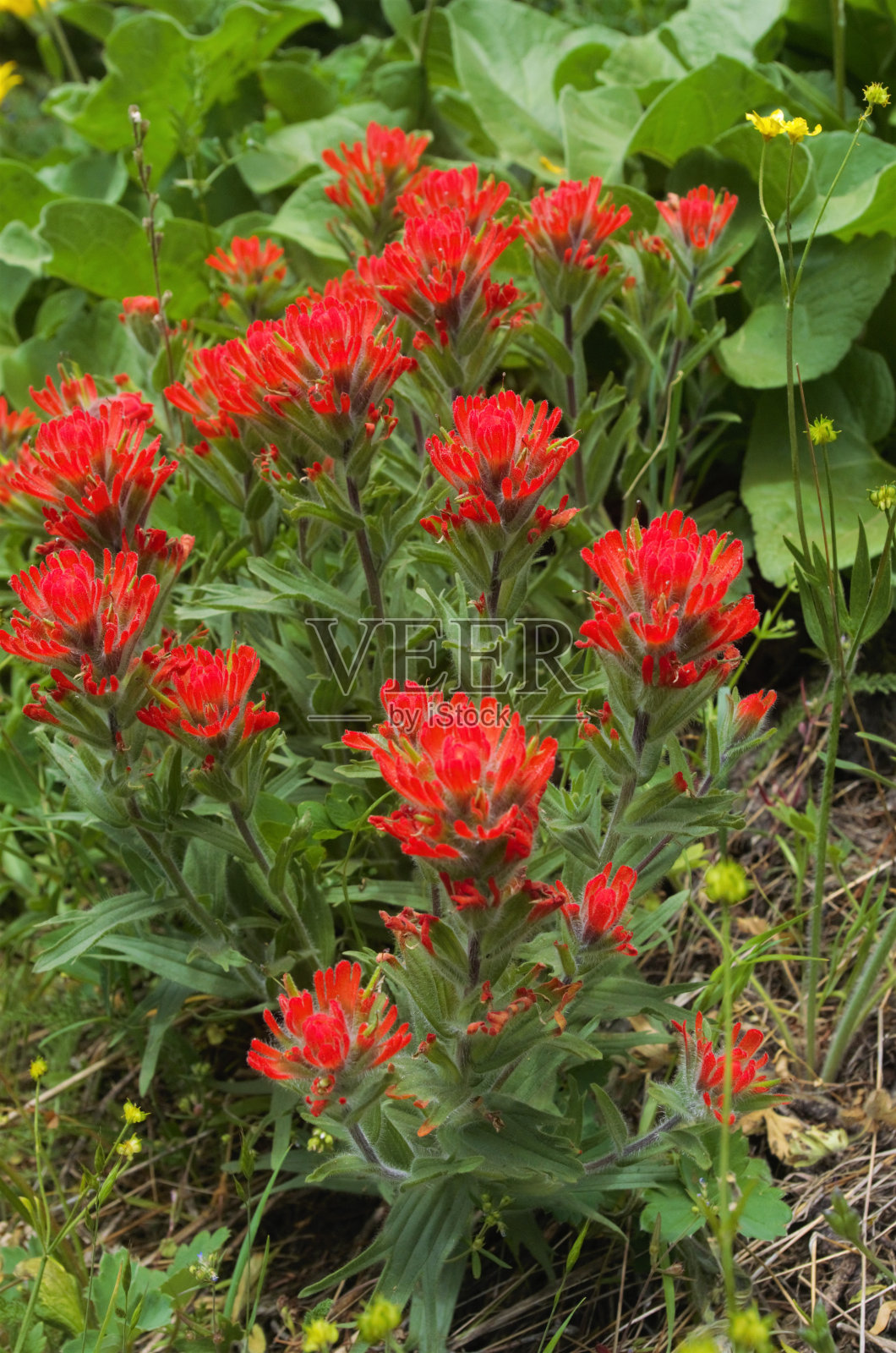 草地上一束红色野花的特写照片摄影图片