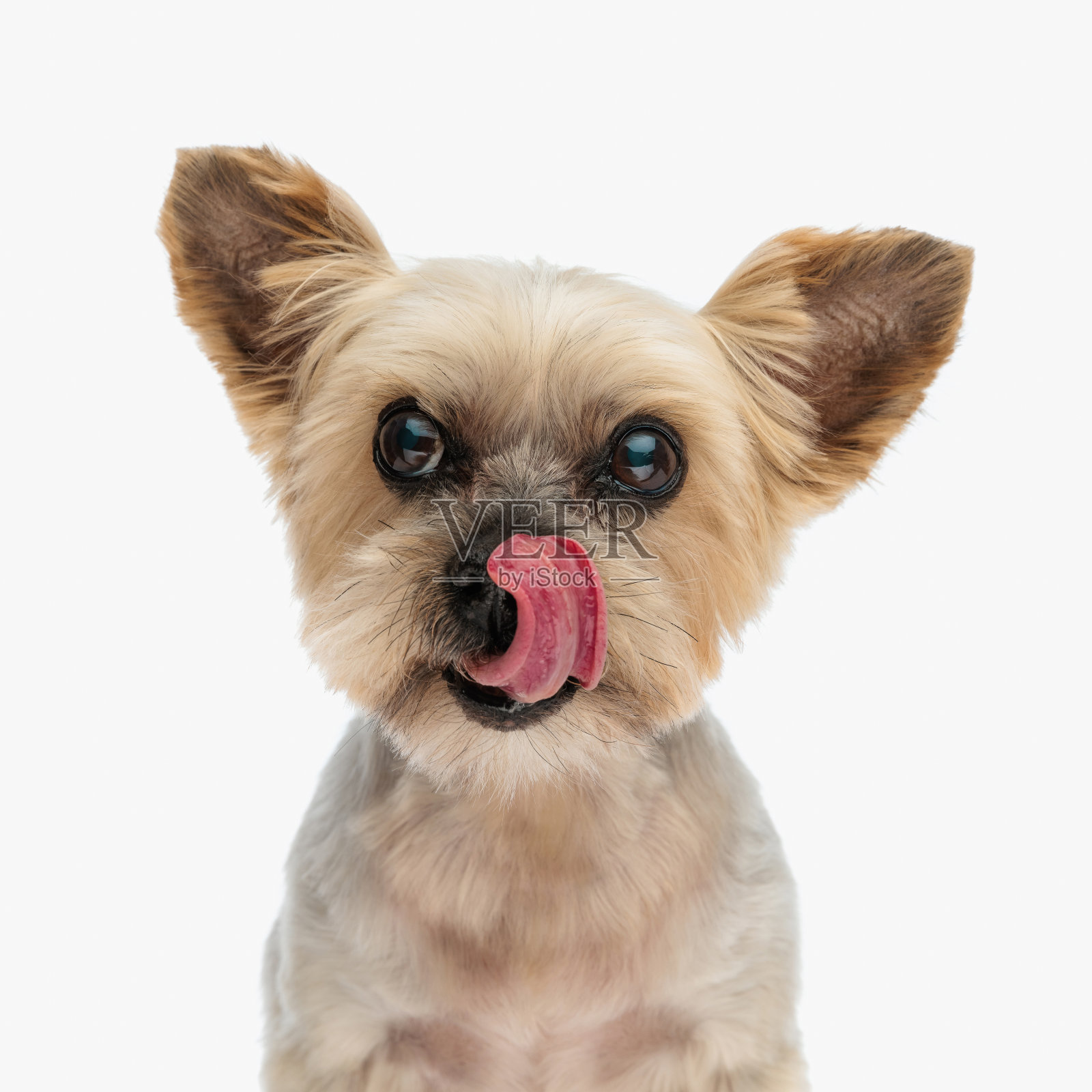 可爱的约克夏犬小狗看着别处，舔着鼻子照片摄影图片