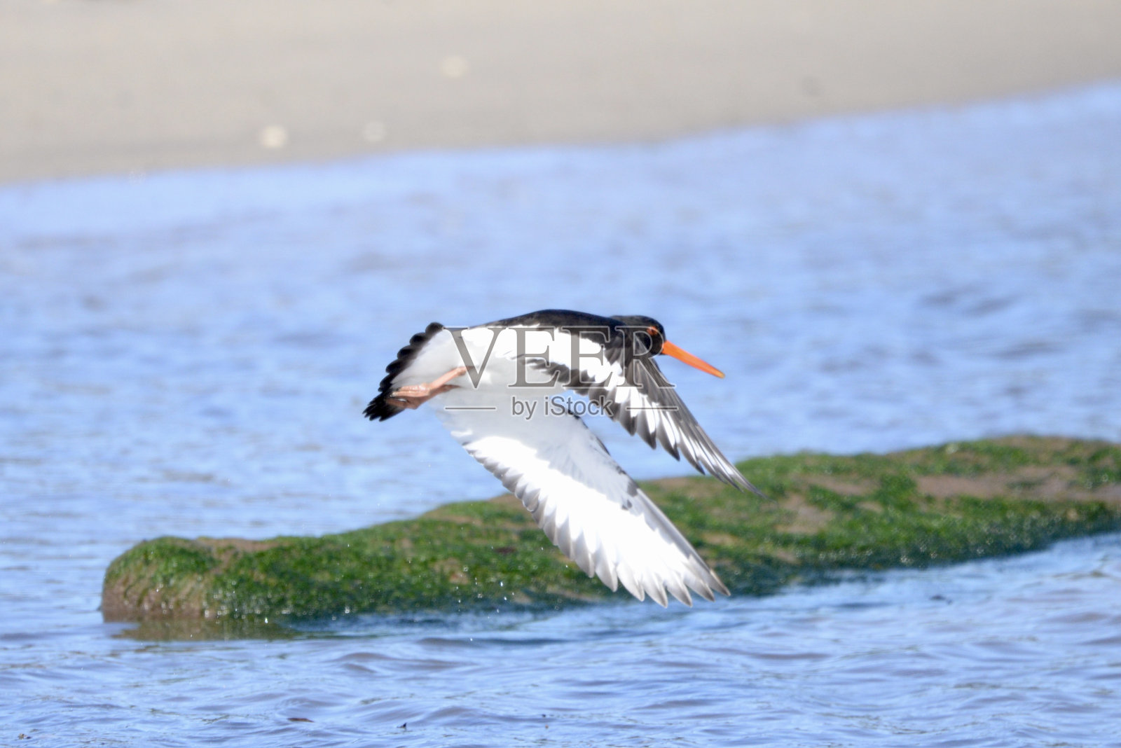 蛎鹬照片摄影图片
