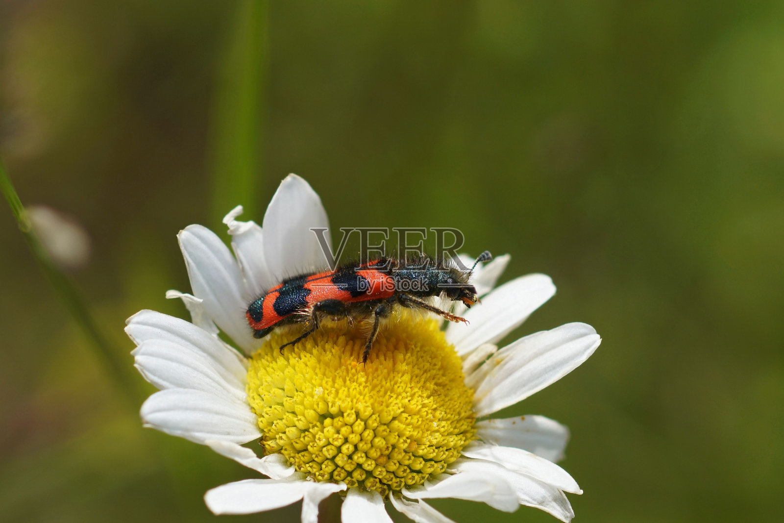 在牛眼雏菊花上的彩色红色毛食蜂甲虫的特写照片摄影图片