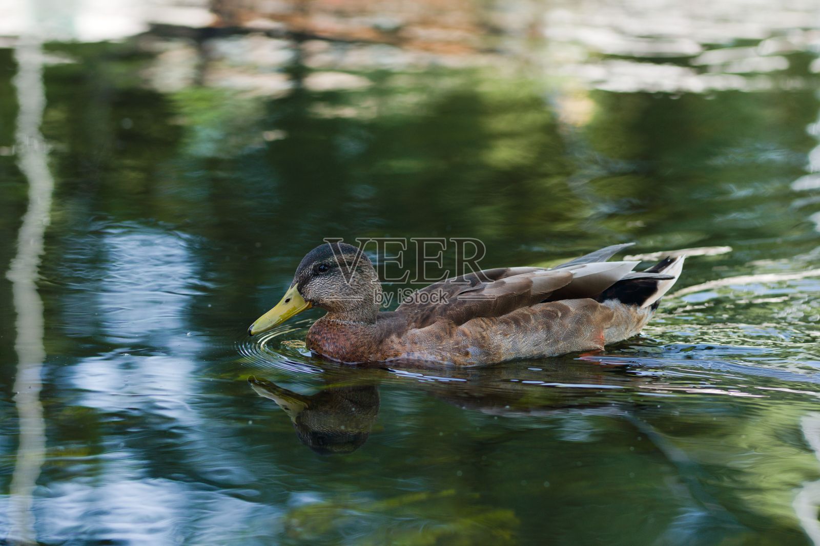 美国黑鸭游过宁静的水域。照片摄影图片