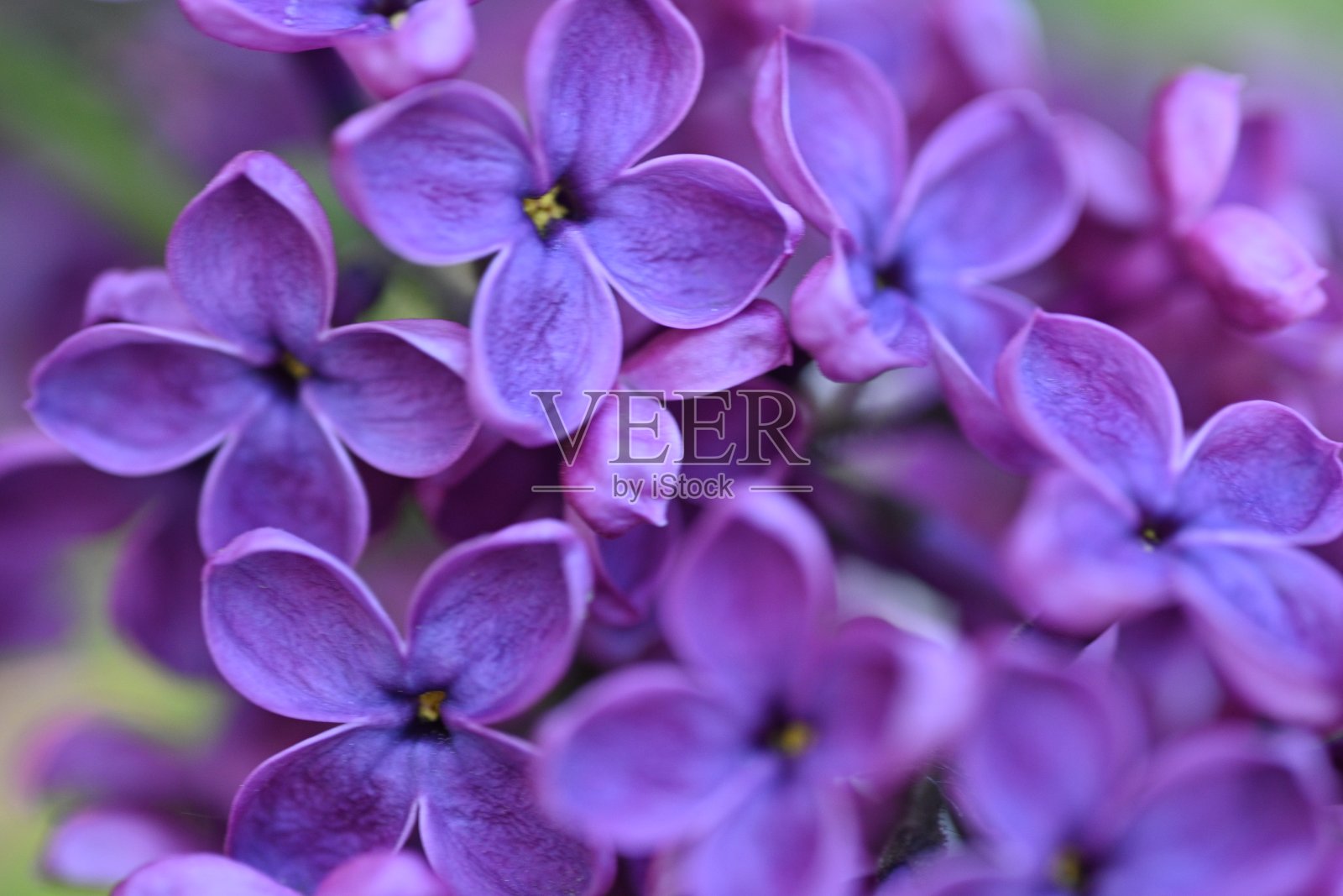 明亮的粉红色丁香盛开与花朵和芽近距离接触，柔和的丁香，粉红色的丁香花，艺术美丽的散景，丁香花的近距离接触，丁香花在一个分支上，粉红色的丁香花的背景照片摄影图片