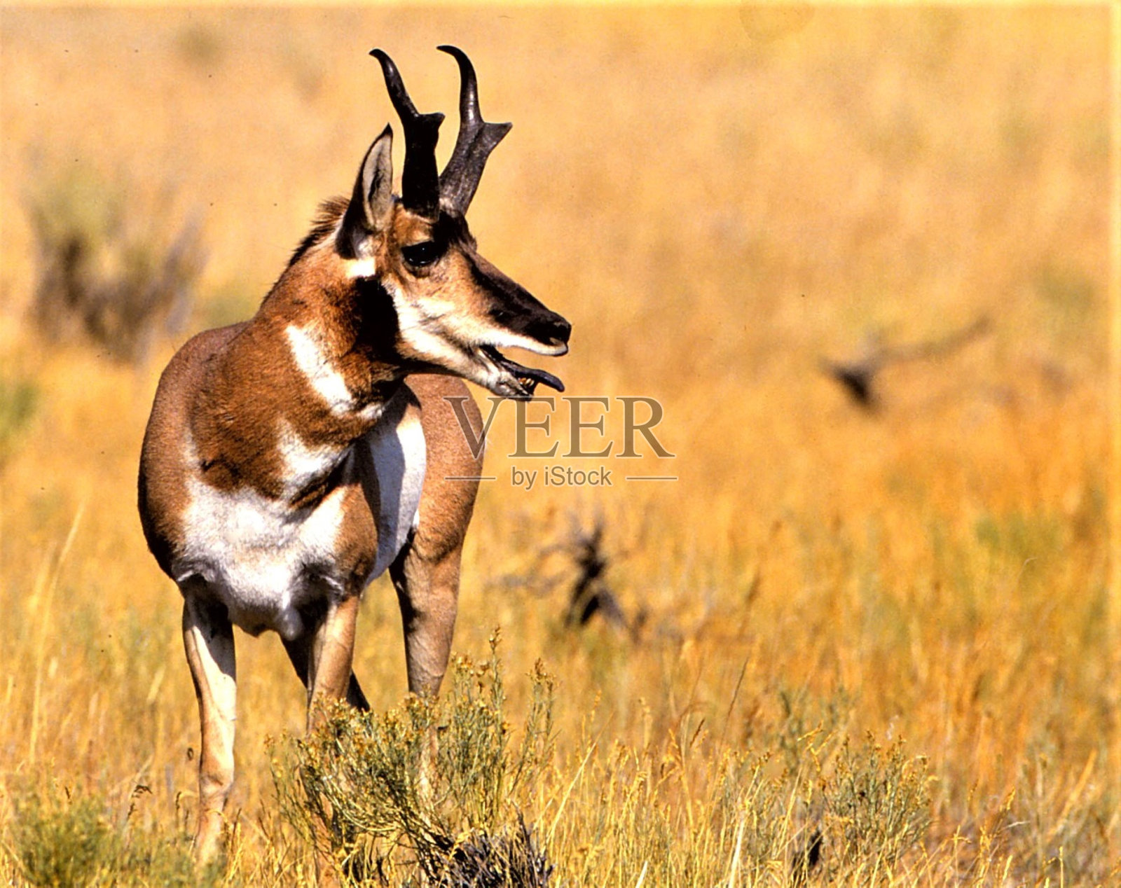 叉角羚-北黄石-黄石国家公园，怀俄明州照片摄影图片