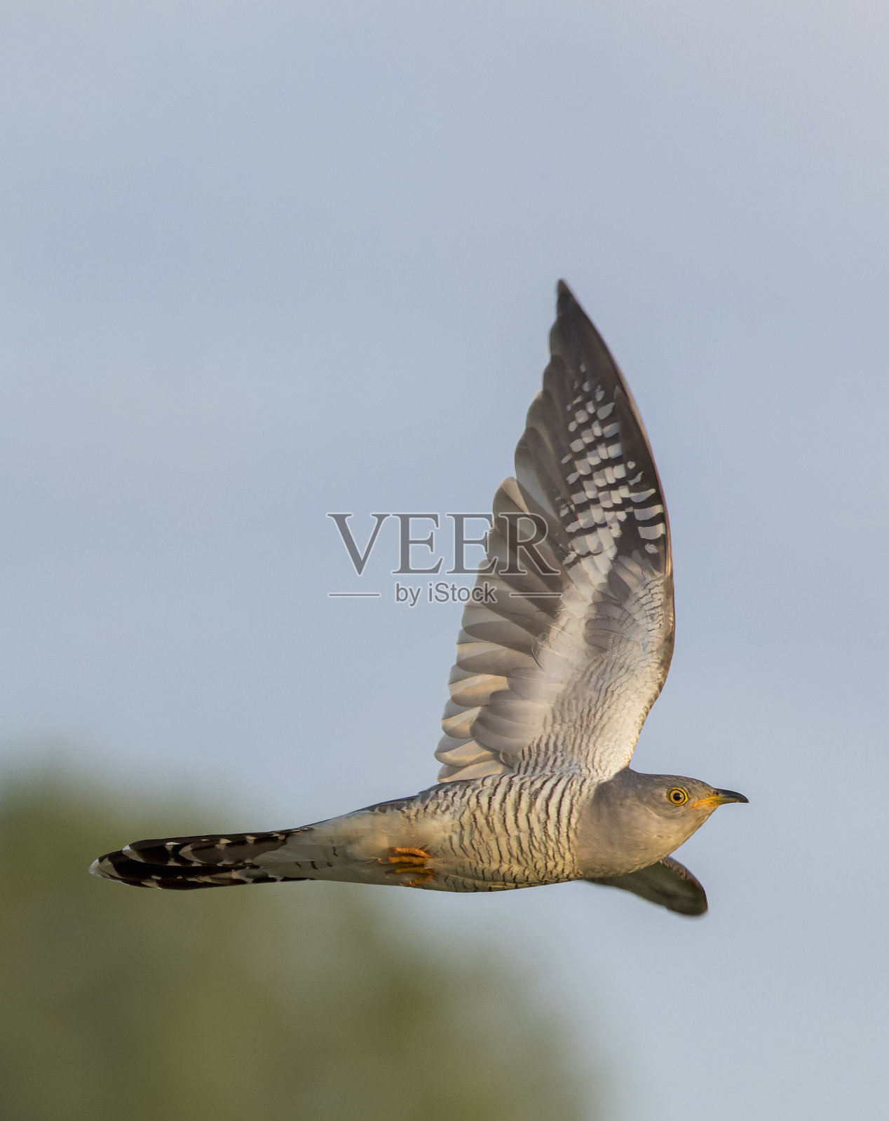 普通的杜鹃在飞行照片摄影图片