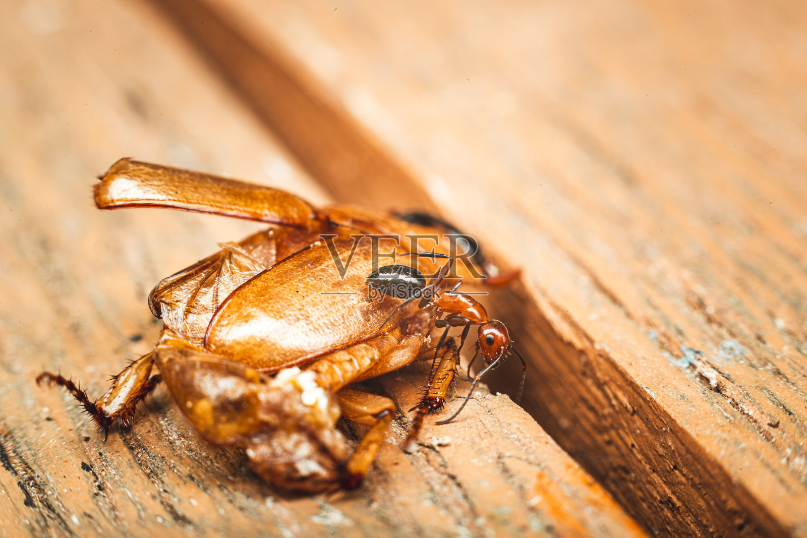 蚂蚁# 4照片摄影图片