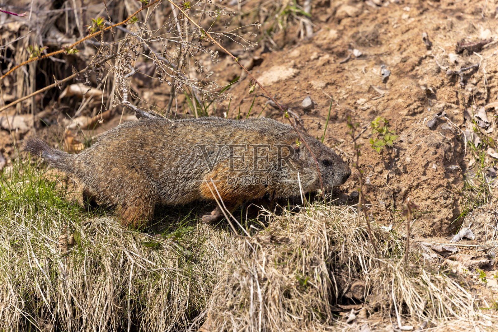 土拨鼠(土拨鼠)照片摄影图片