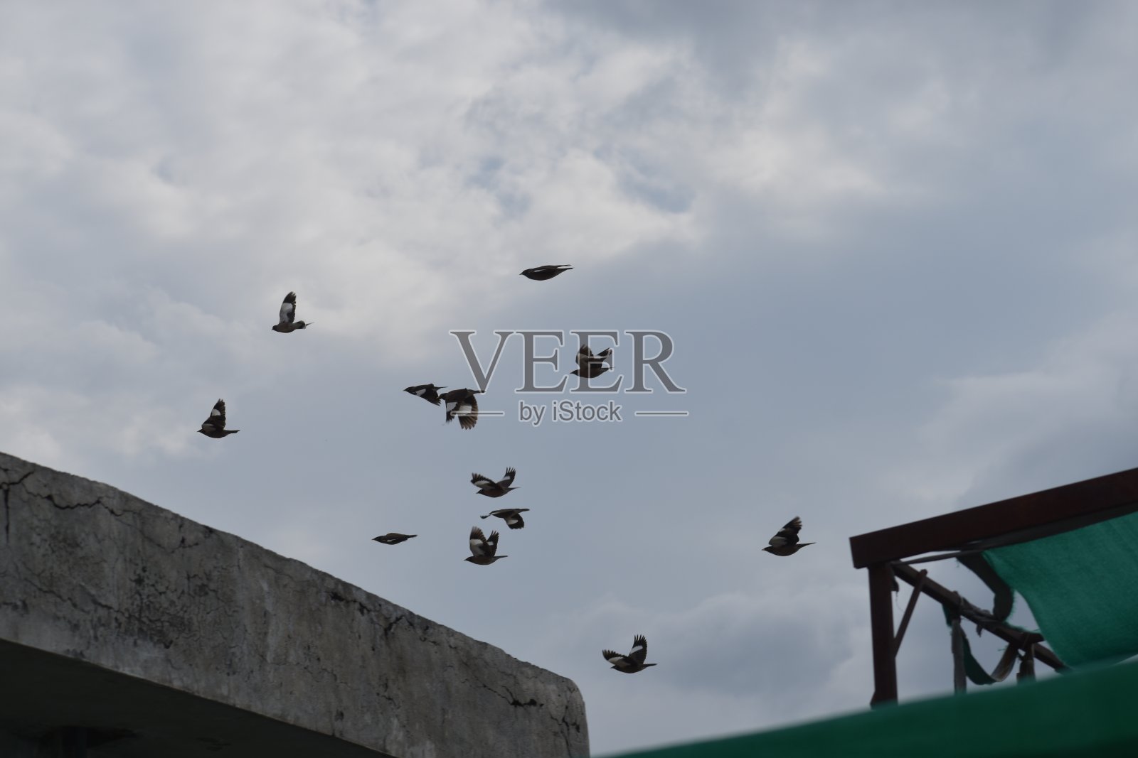 鸟类收藏照片摄影图片