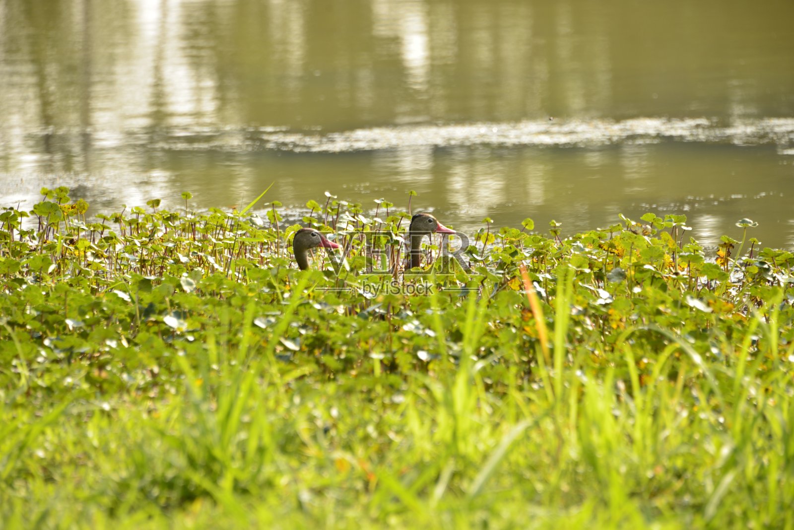 黑腹鸣禽的头从沼泽里探出头来照片摄影图片