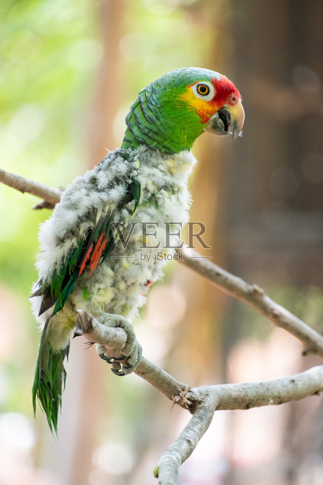 可爱而美丽的红鹦鹉站在树枝上，为镜头摆出换羽毛的姿势。照片摄影图片