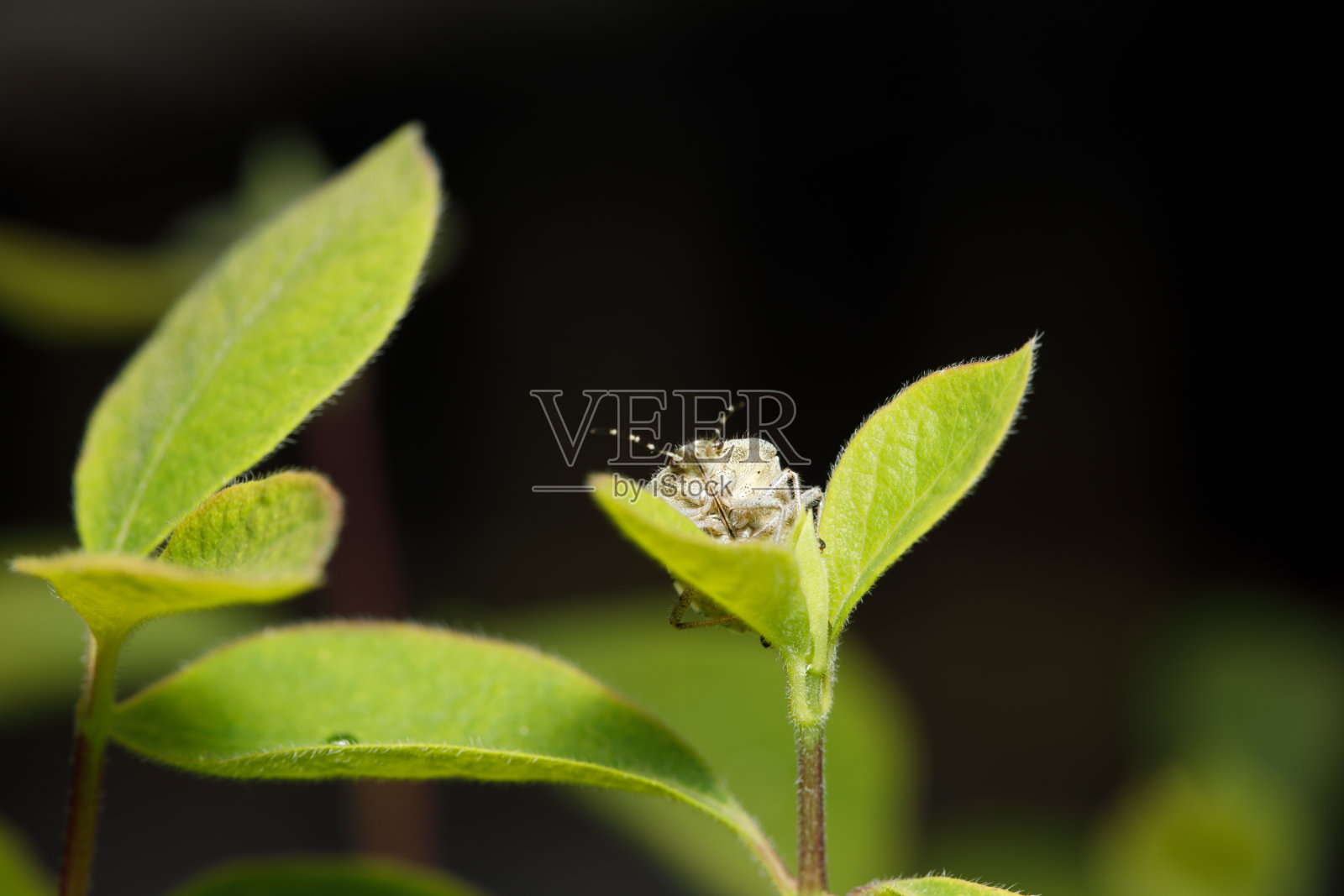 花园里的小昆虫，微距摄影，自然野生动物，选择性对焦照片摄影图片