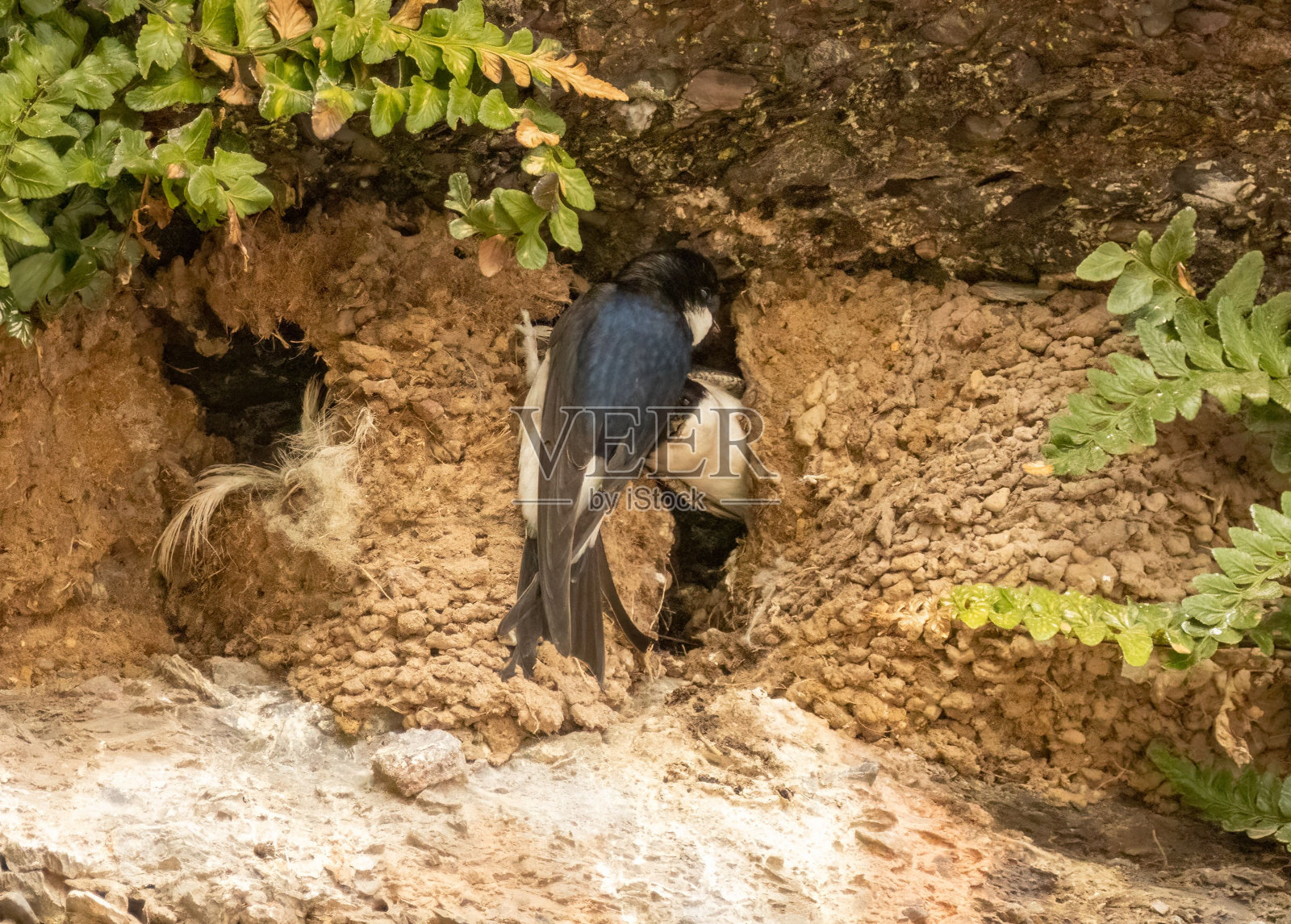 两只家燕在它们的自然栖息地照片摄影图片
