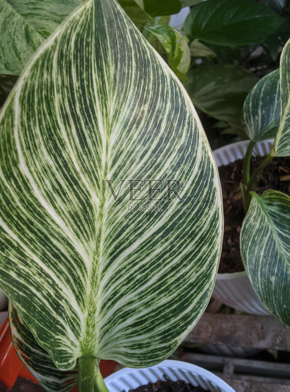 锅上有一片宽大的绿叶照片摄影图片