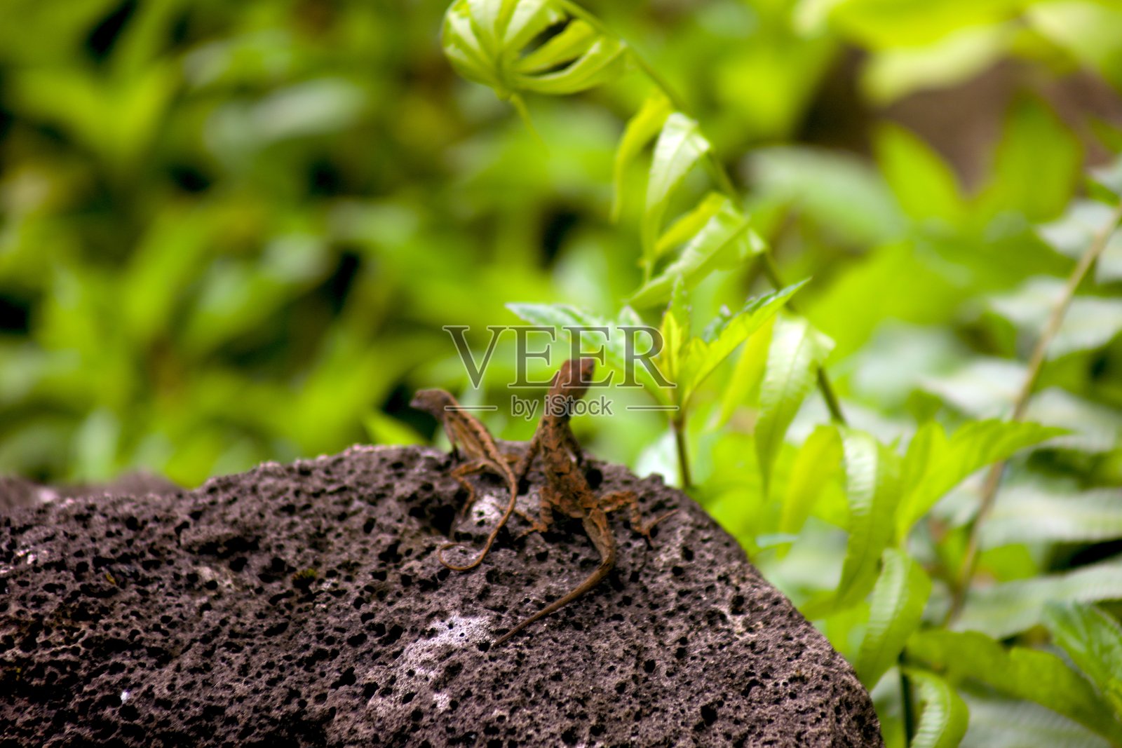 夏威夷考艾岛森林里的两只壁虎照片摄影图片