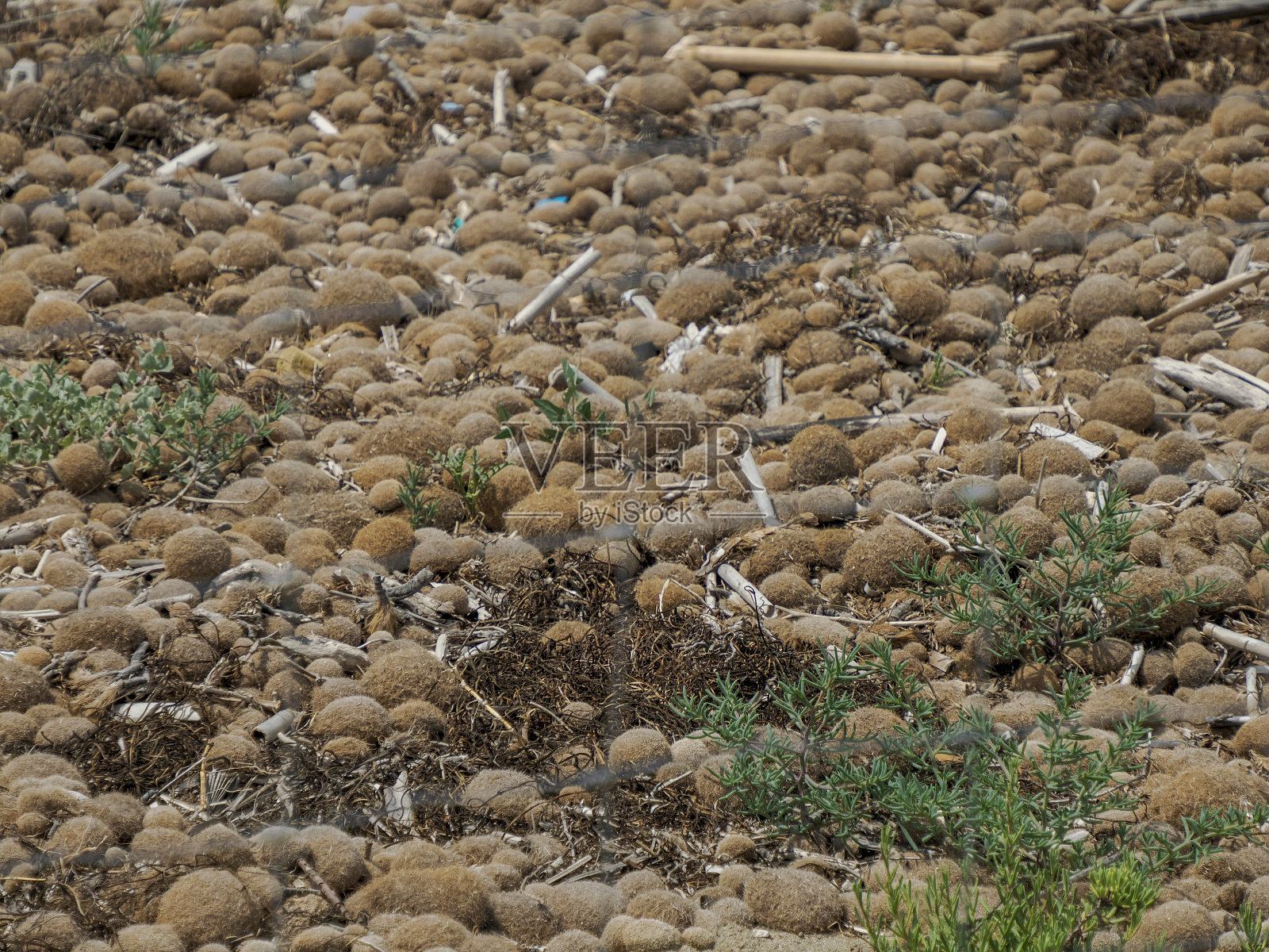 完美的球由大自然创造的波西多尼亚藻类在西西里vendicari照片摄影图片