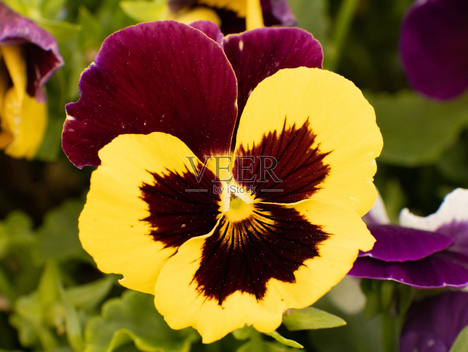 紫罗兰，玫瑰，心形，植物，花，自然，紫色，自然，花卉，照片摄影图片