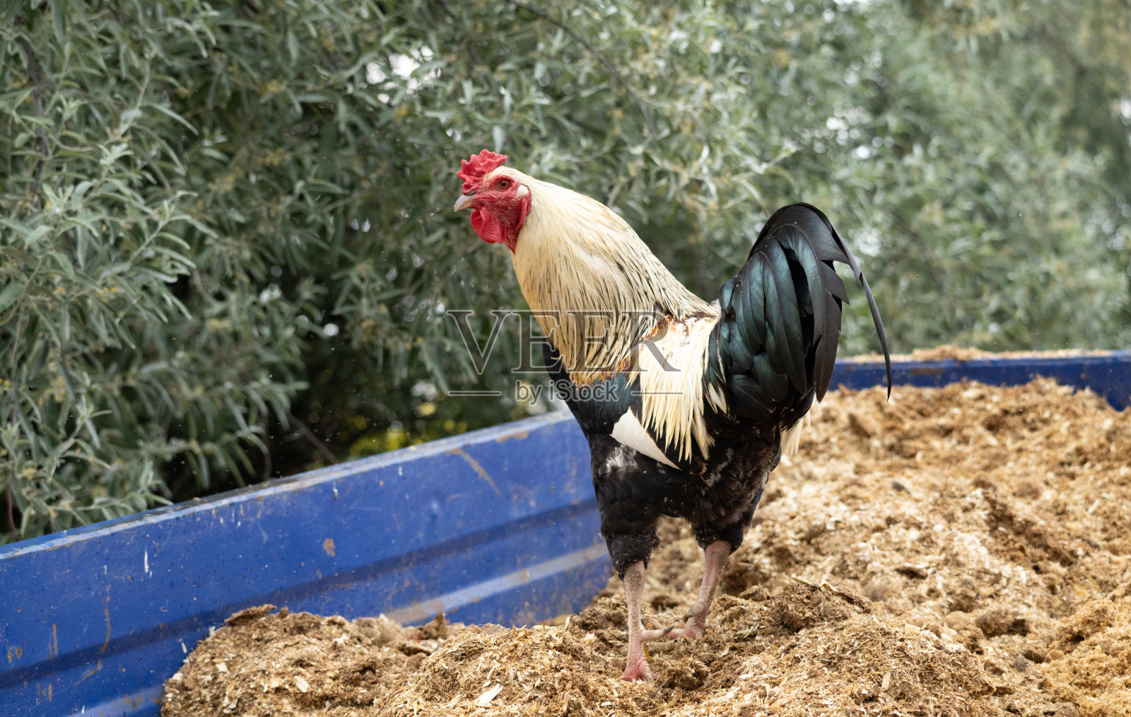 小公鸡照片摄影图片