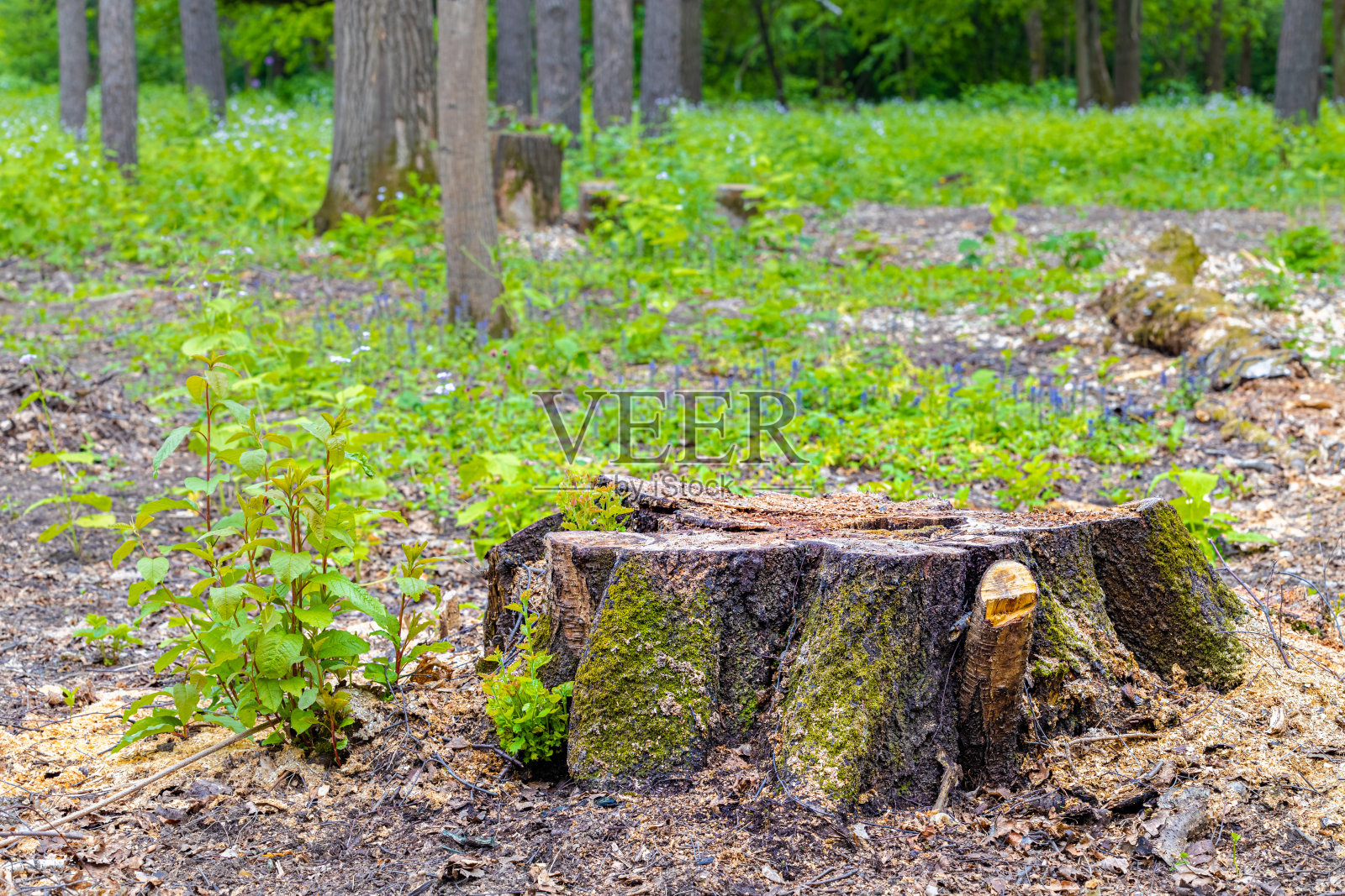 森林里一棵锯下来的树的树桩照片摄影图片