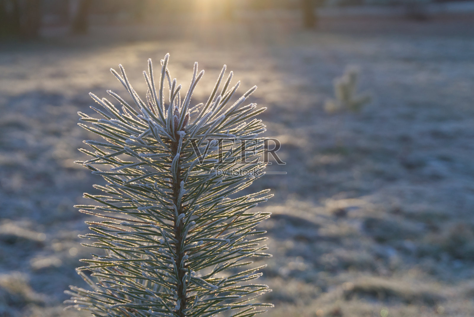 松树树枝上结霜的特写照片摄影图片