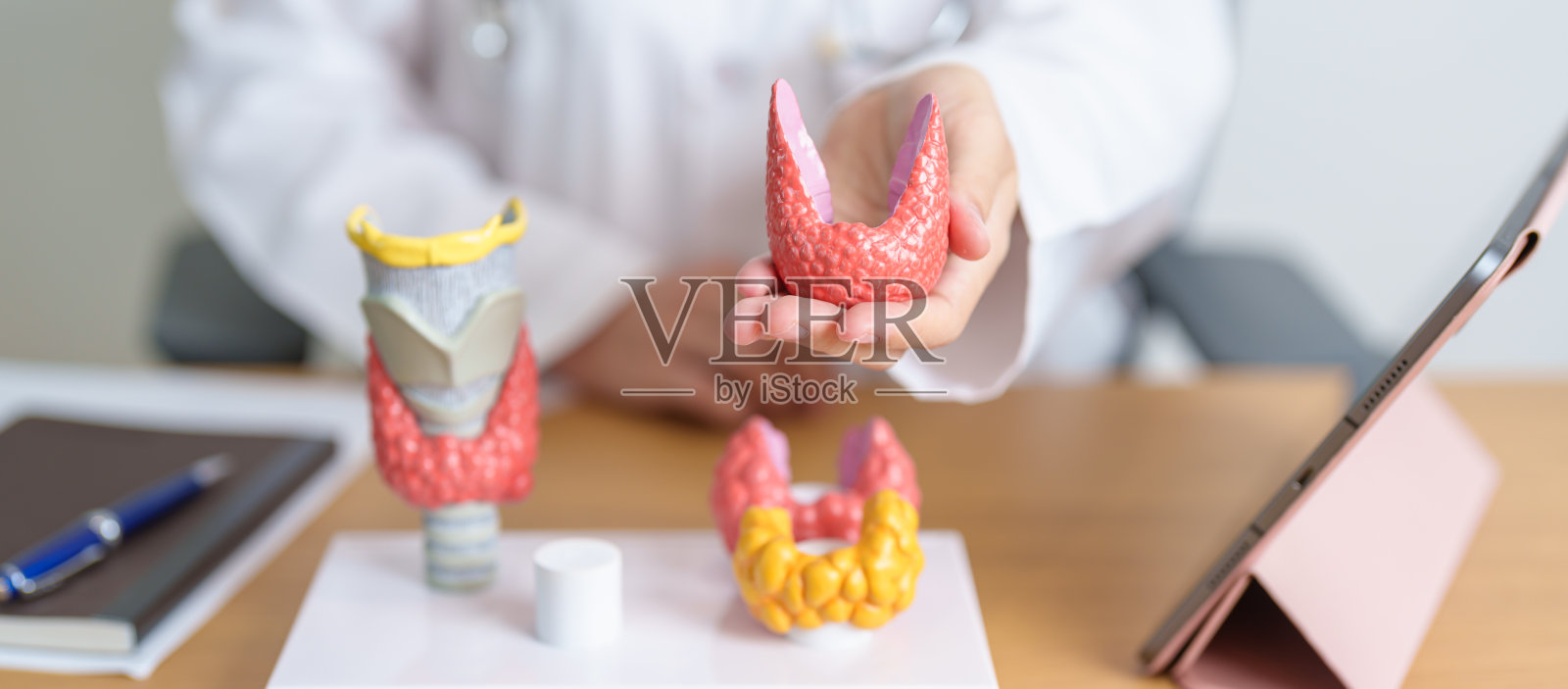 医生用人体甲状腺解剖模型和片剂。甲状腺机能亢进、甲状腺功能减退、桥本甲状腺炎、甲状腺肿瘤与癌、产后、乳头状癌与健康观念照片摄影图片