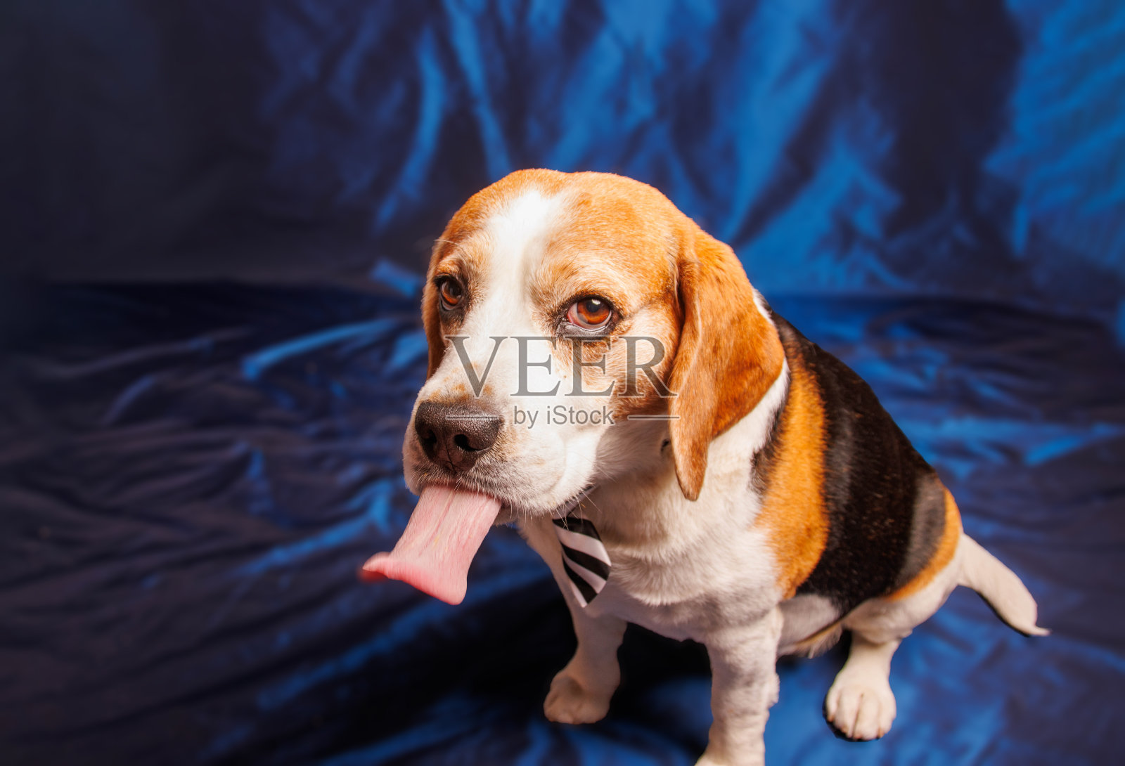 有趣的比格犬纯种狗的摄影会议在工作室照片摄影图片