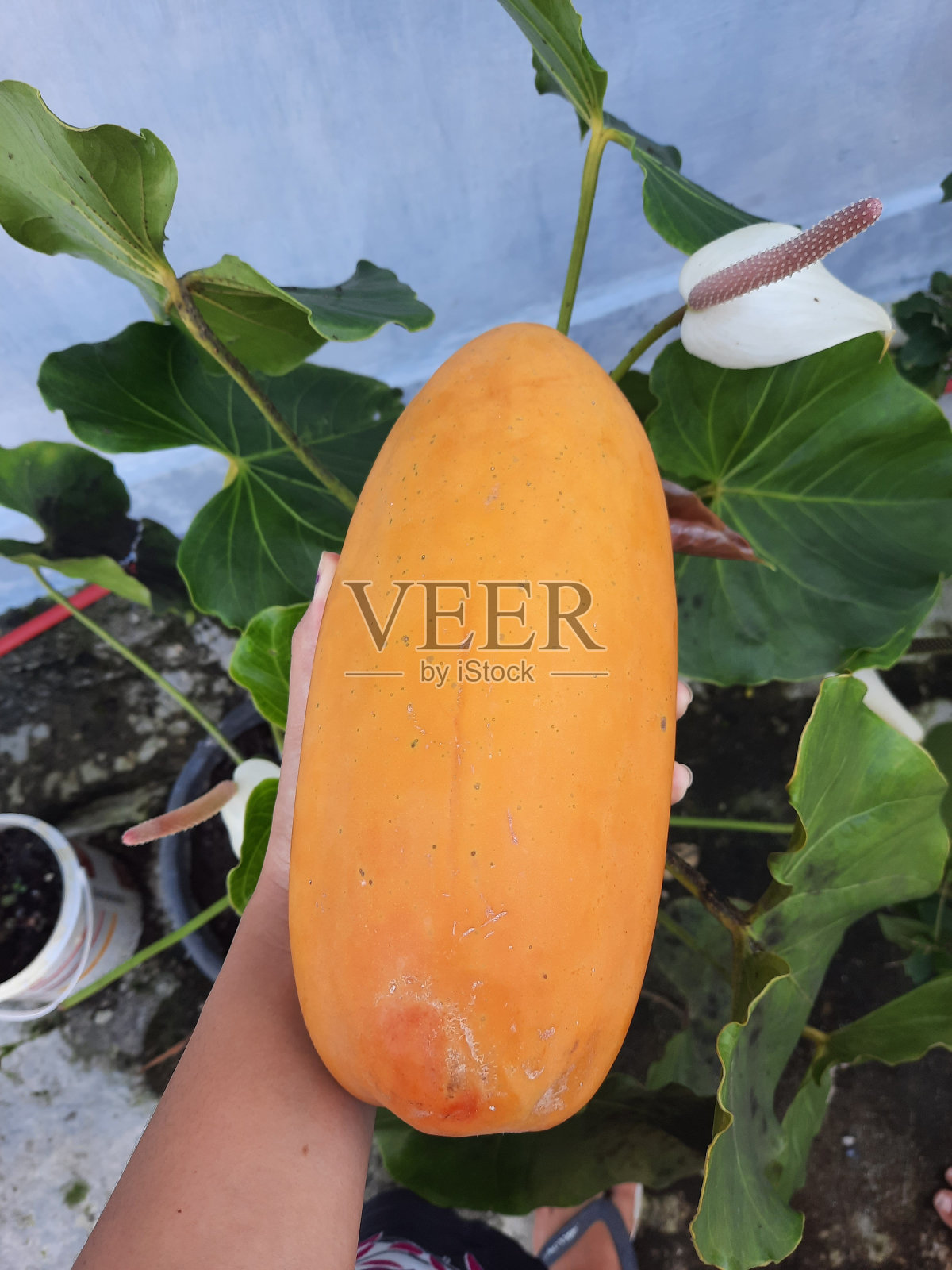 小熟木瓜照片摄影图片