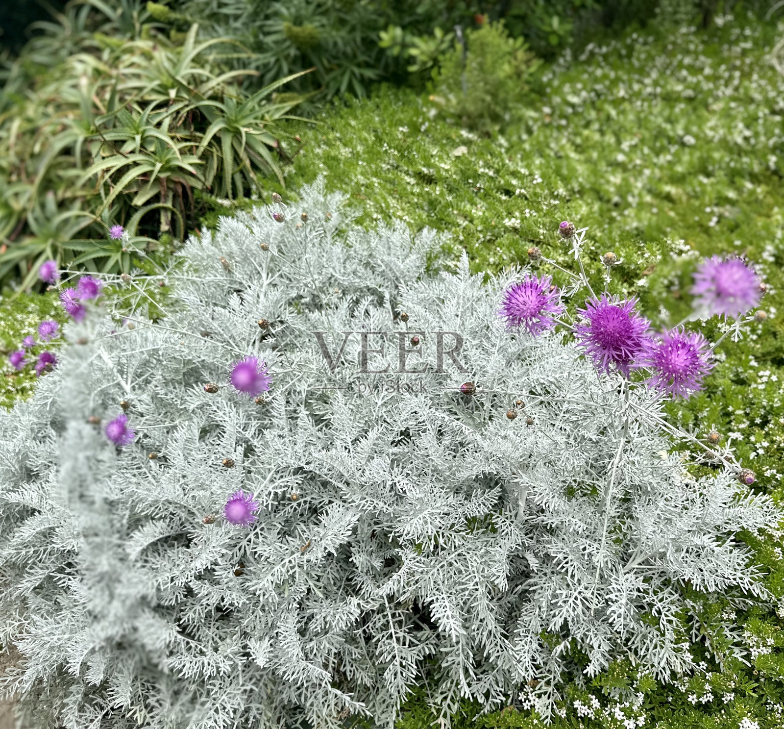 紫蓟野花照片摄影图片