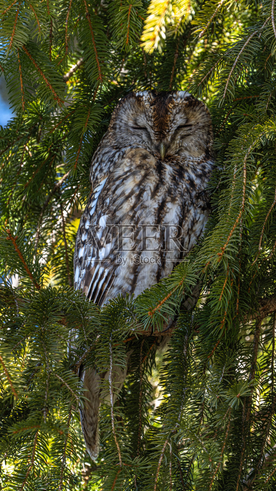 棕色的猫头鹰照片摄影图片
