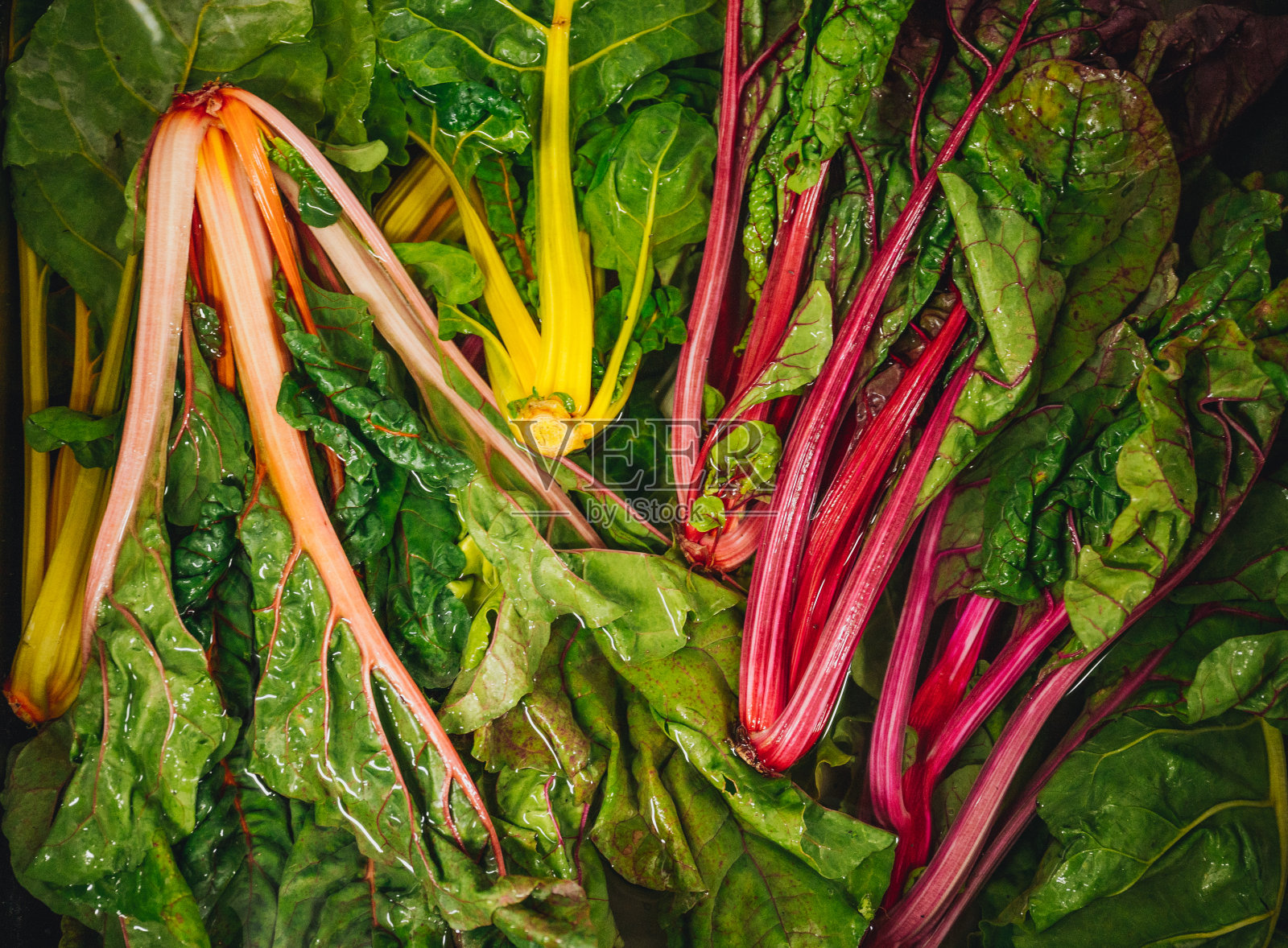 新鲜健康的瑞士甜菜蔬菜。水洗照片摄影图片