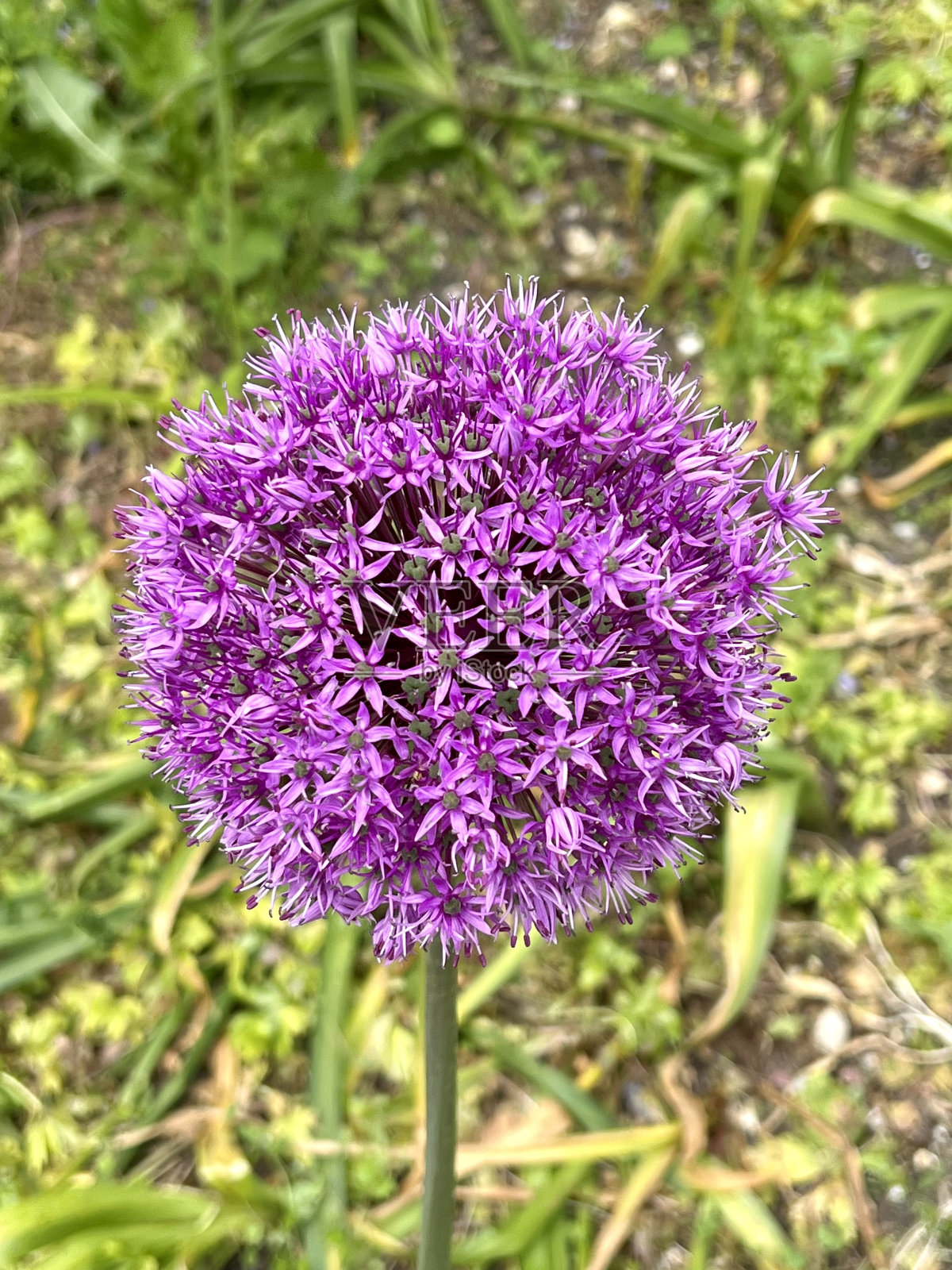 葱属植物cristophii照片摄影图片