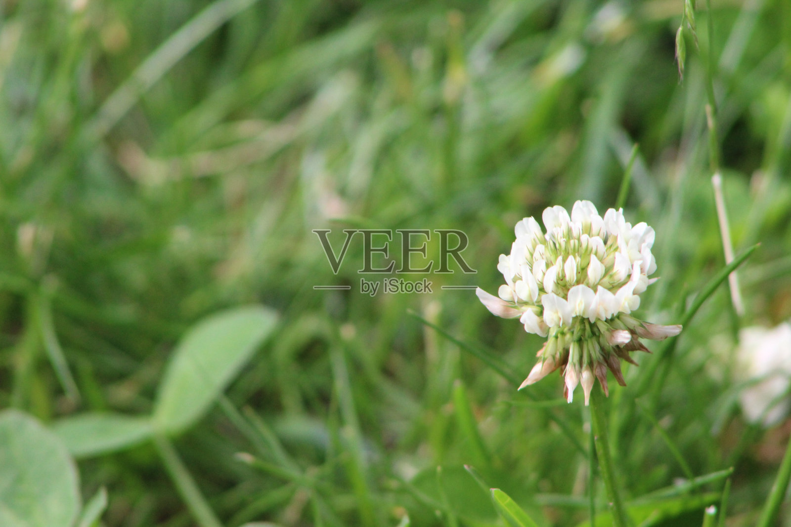 白色三叶草草坪杂草中心右照片摄影图片