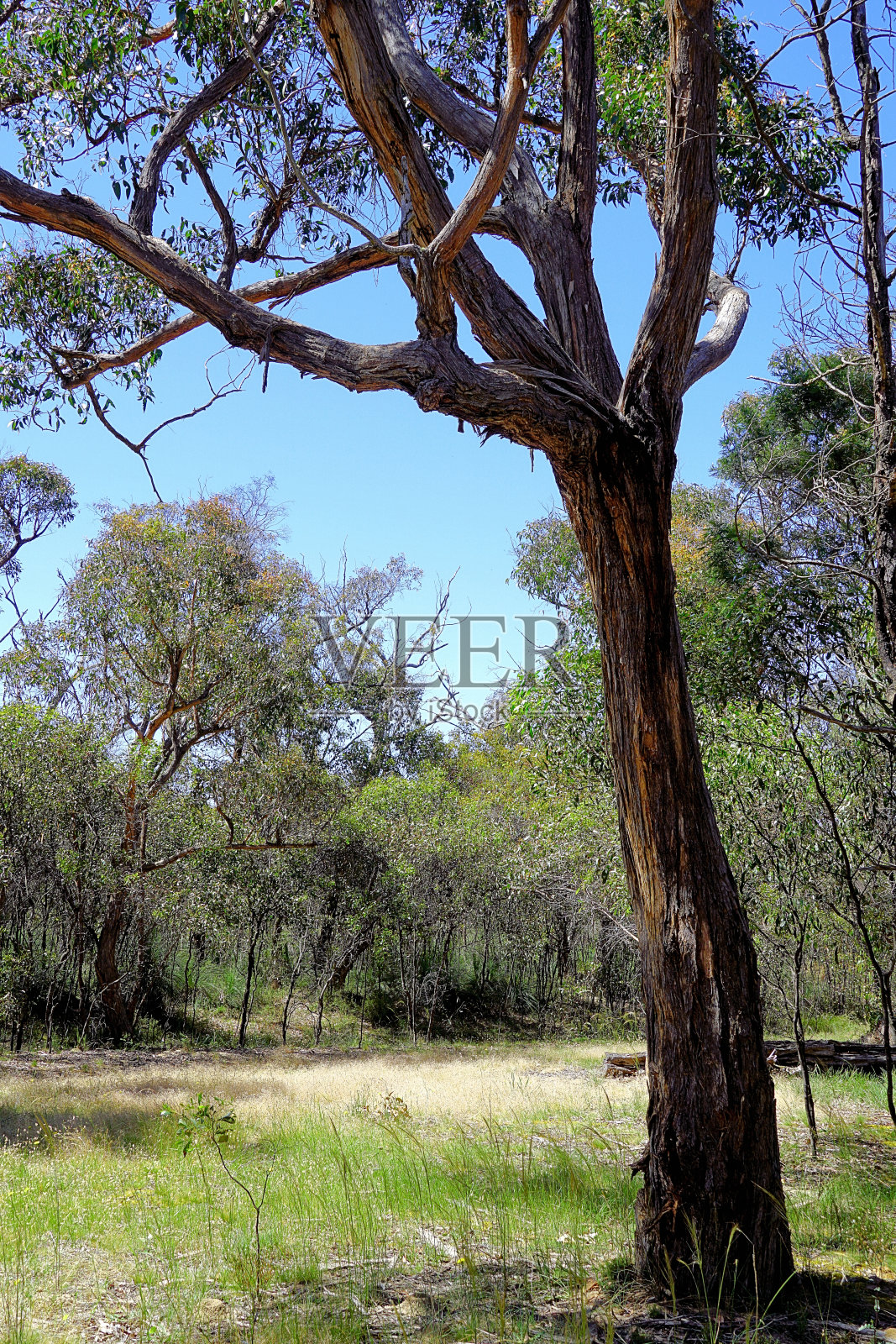 拉拉拉拉，澳大利亚维多利亚照片摄影图片