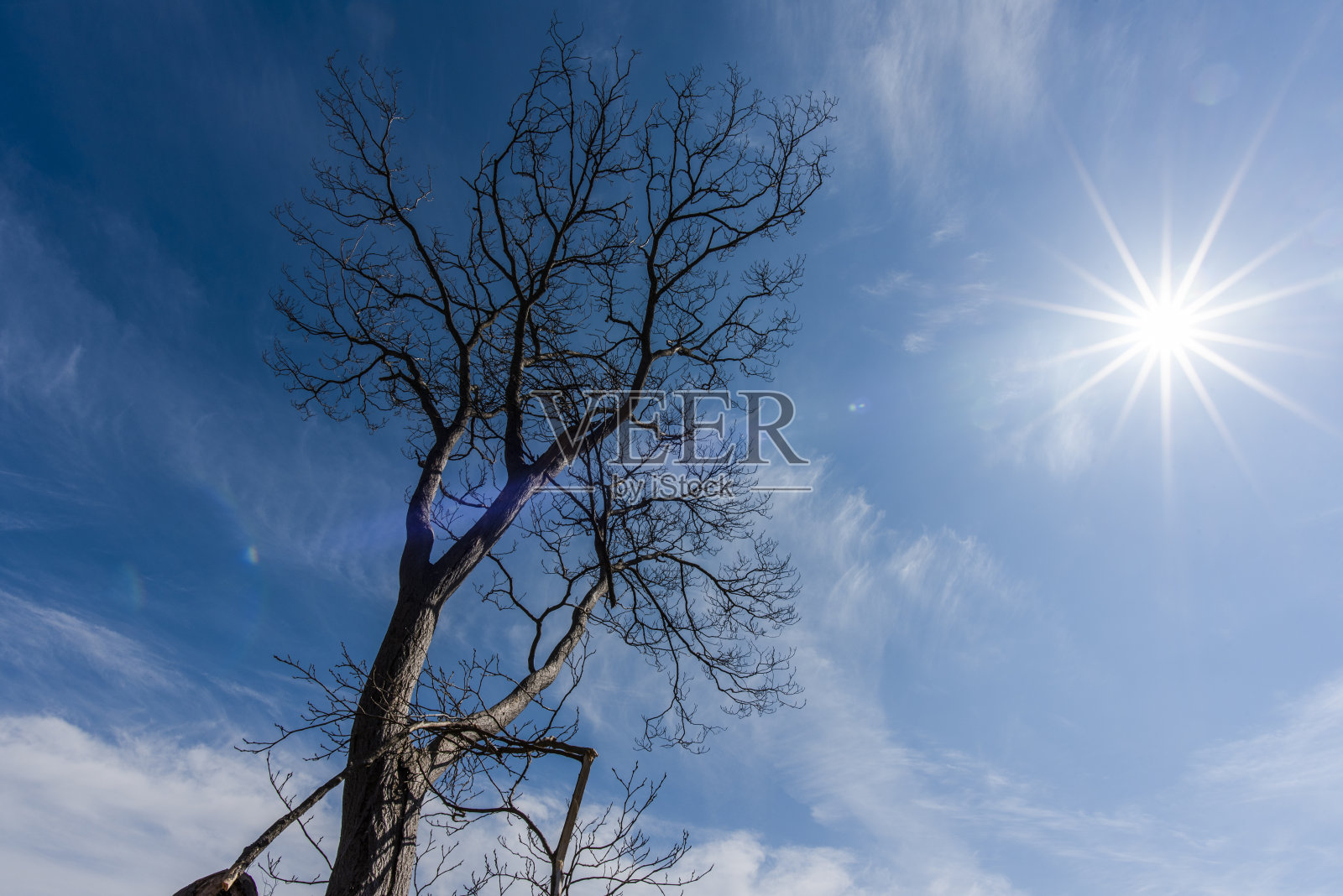 2023 03 18 Valsanzibio树照片摄影图片