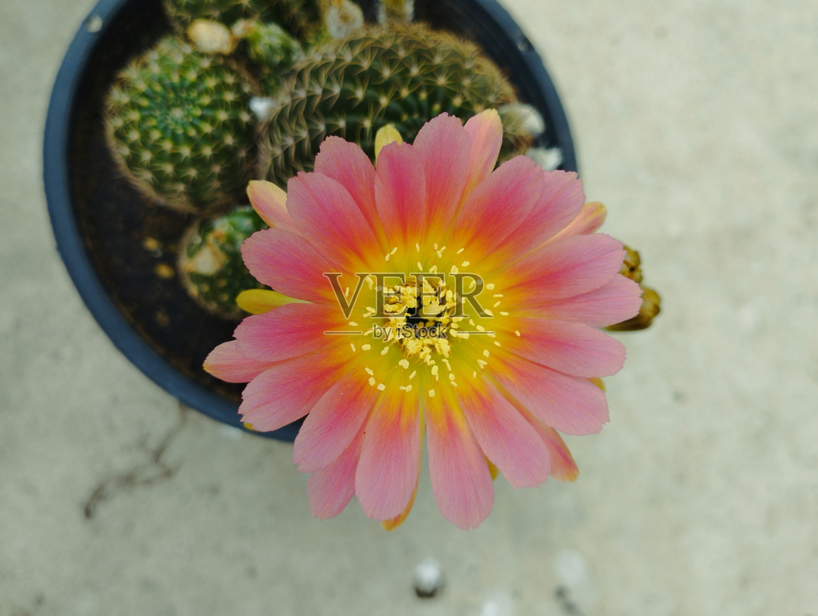 美丽的桔黄色仙人掌花。接近橙色仙人掌花盛开在自然背景。照片摄影图片