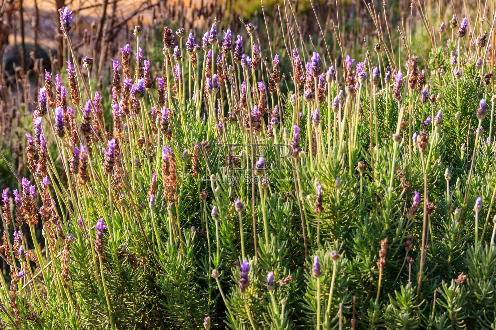 花园里的花坛上盛开着美丽的薰衣草照片摄影图片