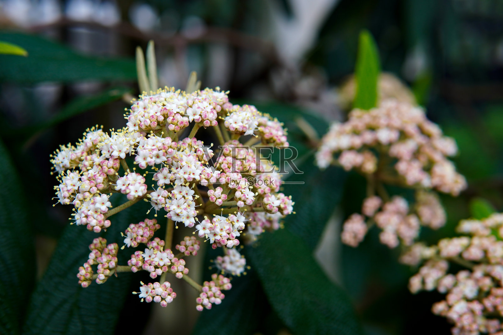 花卉特写照片摄影图片