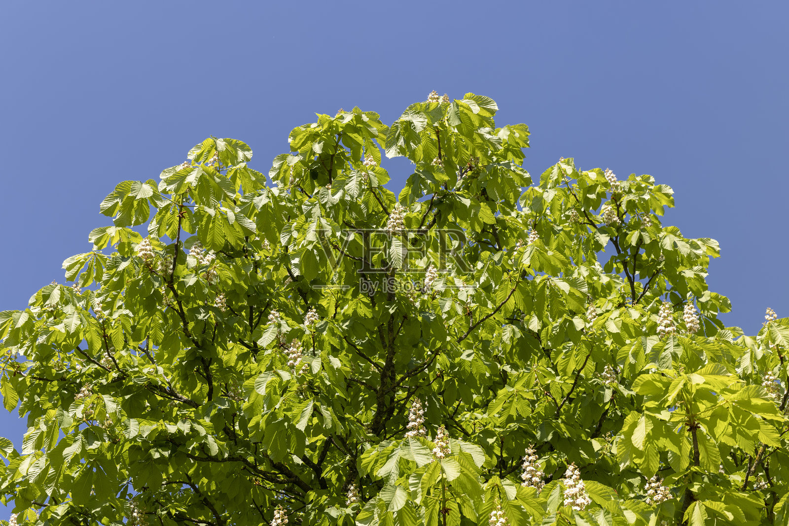 栗树一种开花的栗树，在春天长着绿色的叶子照片摄影图片