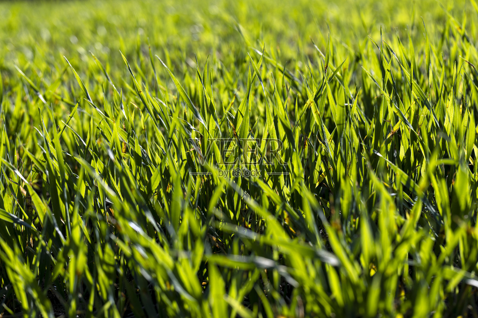 绿草有很多损伤和缺陷照片摄影图片