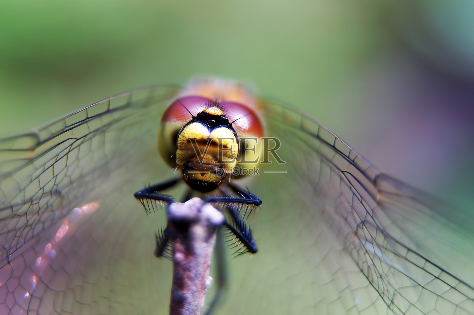 蜻蜓的大眼睛(蜻蜓目)照片摄影图片