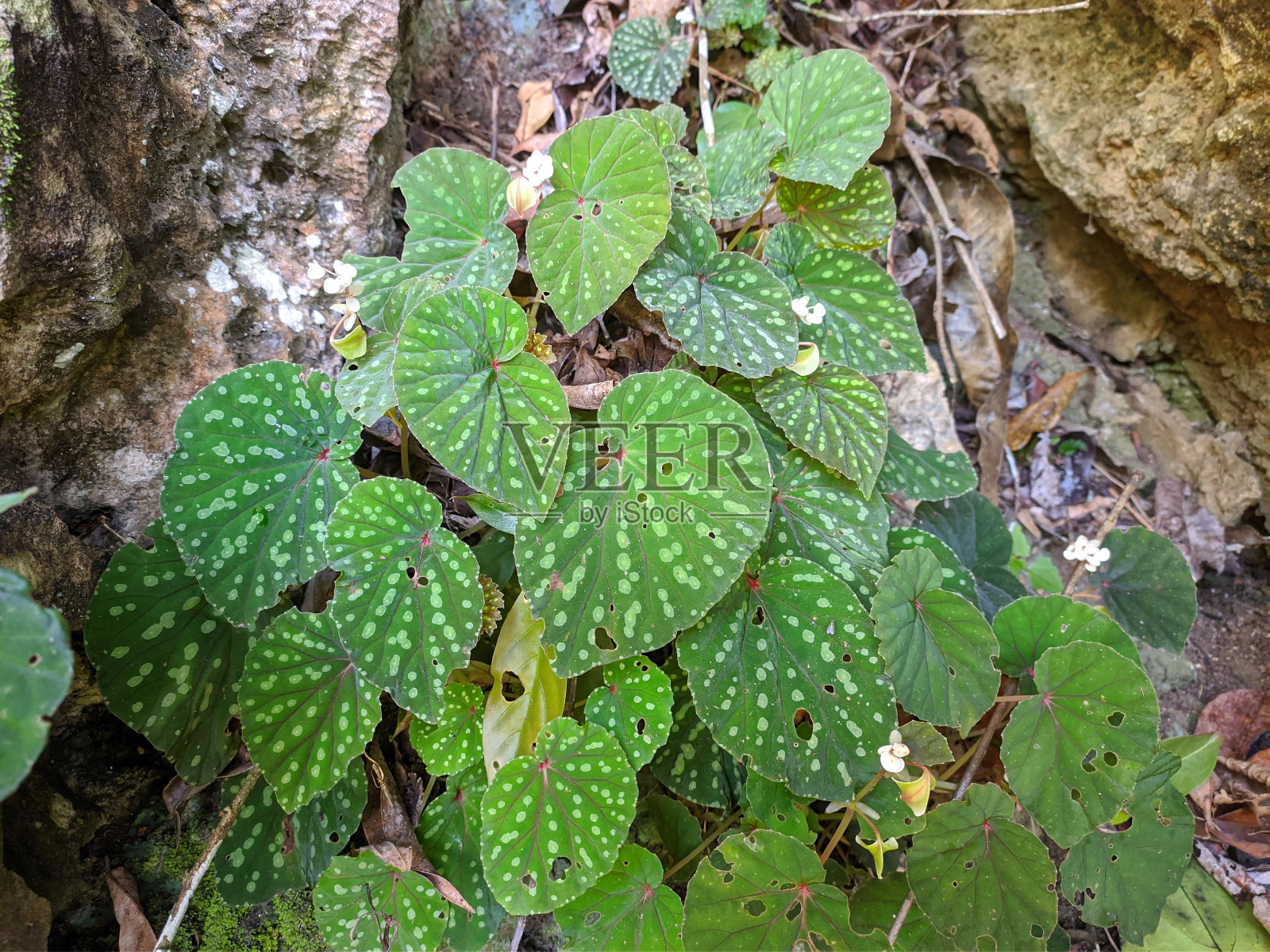 海棠属植物生长在南加里曼丹的石灰岩山脉中照片摄影图片